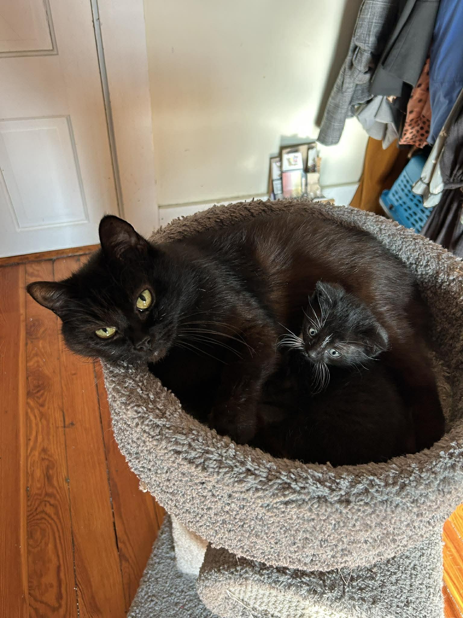 Enlarge Lollipop (must adopt with Junior), a ADOPTABLE Domestic Short Hair in New Bedford, MA image 2/6