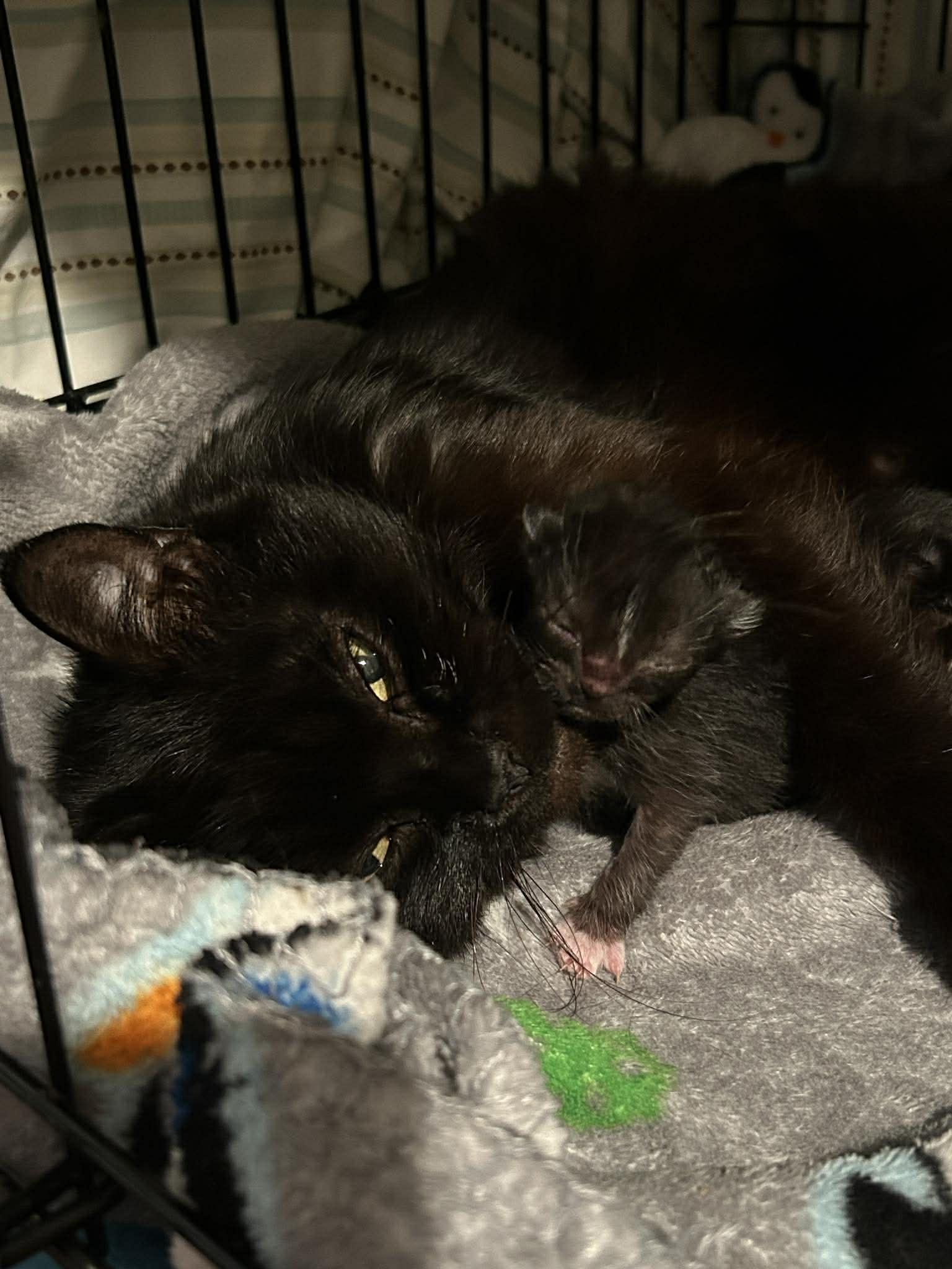 Enlarge Lollipop (must adopt with Junior), a ADOPTABLE Domestic Short Hair in New Bedford, MA image 6/6