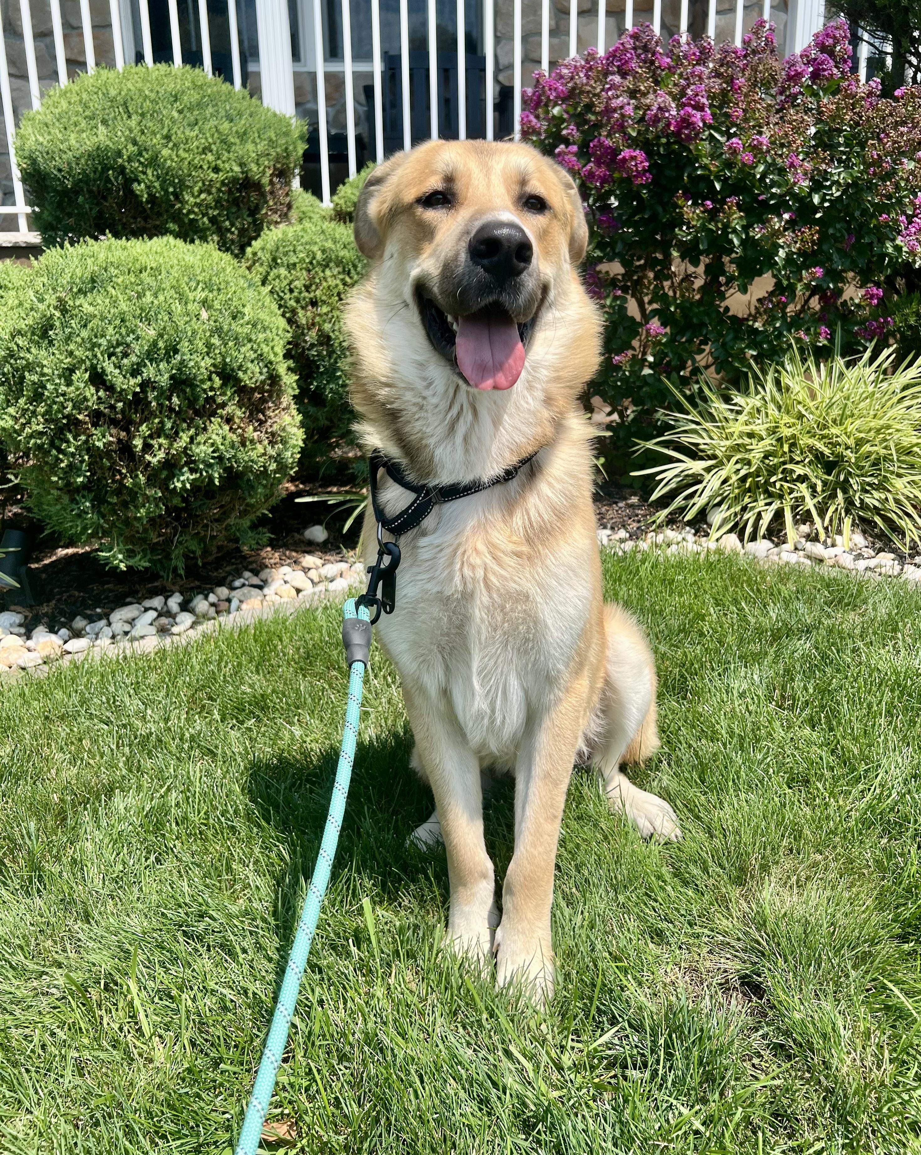 Hawkeye, a ADOPTABLE mixed breed in Mendham, NJ image 4/4