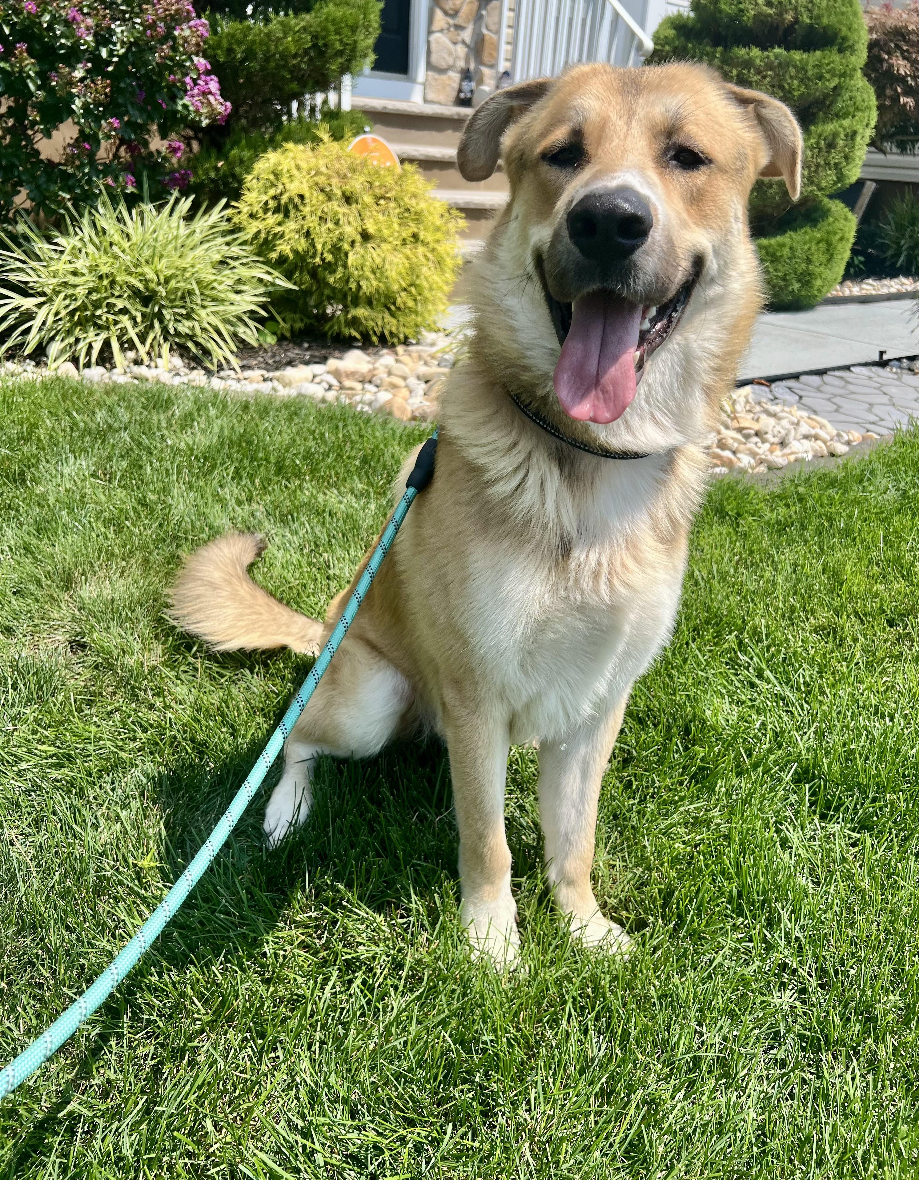 Hawkeye, a ADOPTABLE mixed breed in Mendham, NJ image 3/4
