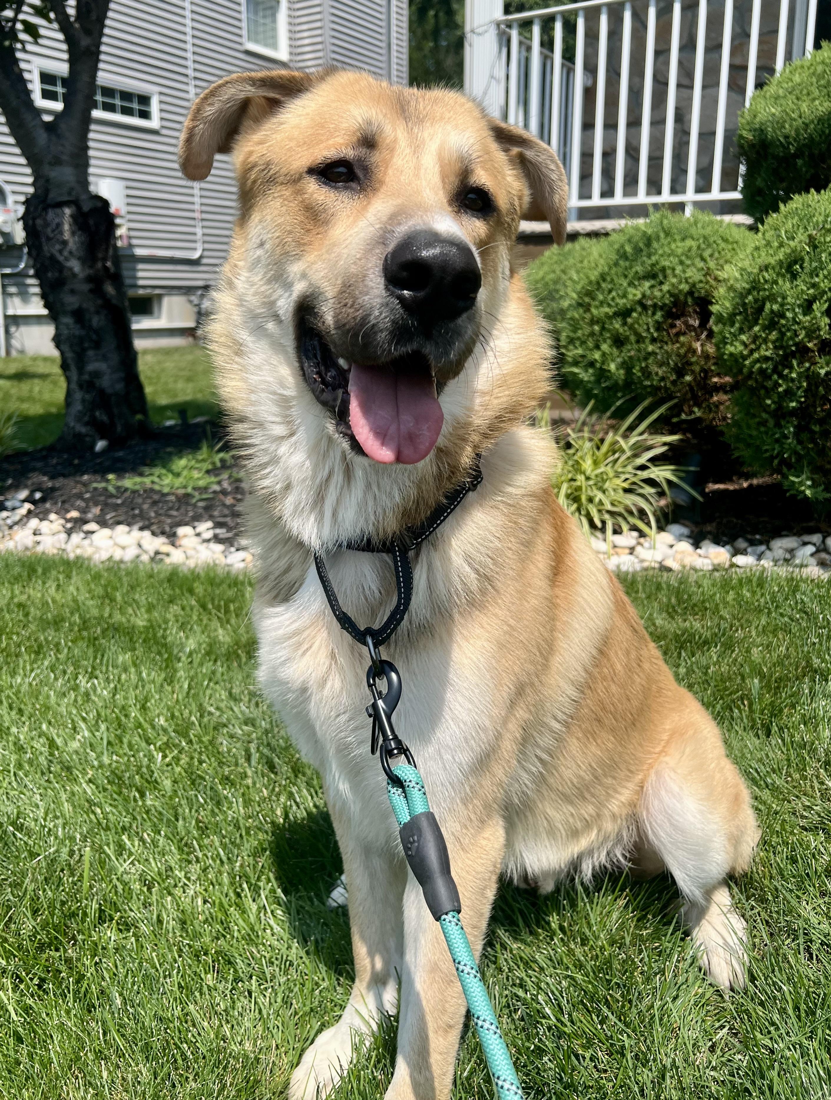 Hawkeye, a ADOPTABLE mixed breed in Mendham, NJ image 2/4