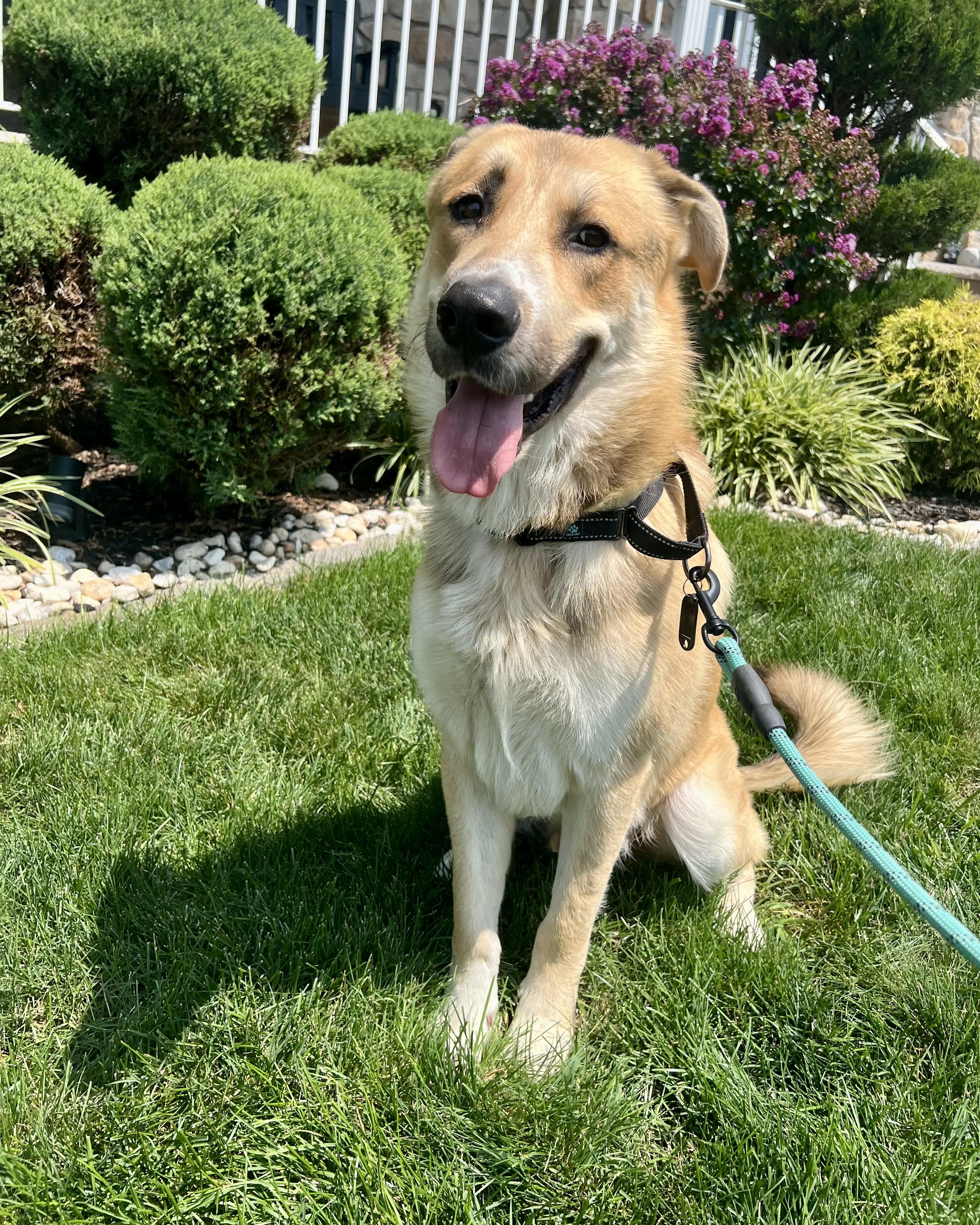 Hawkeye, ADOPTABLE, Adult Male Shepherd.