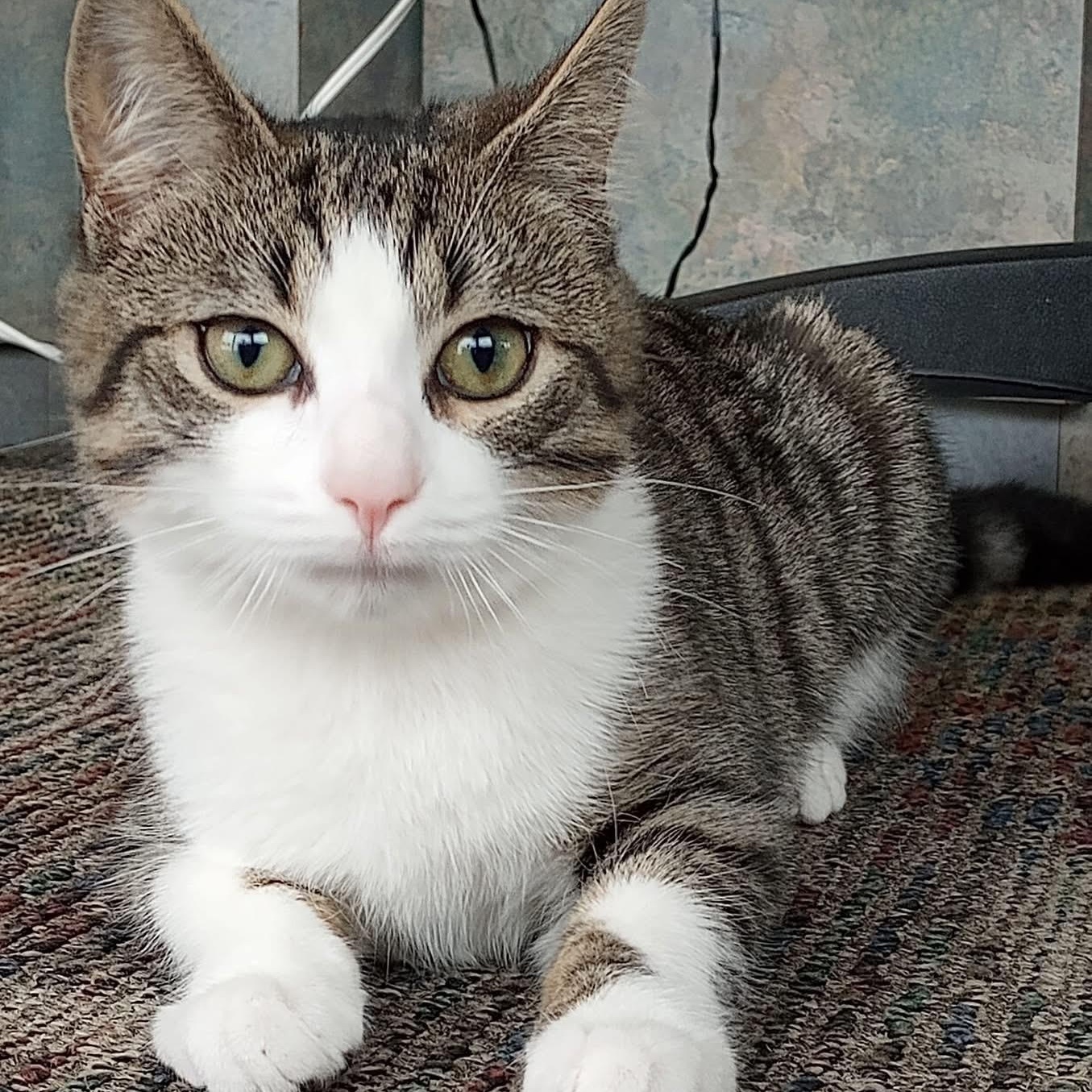 CHLOE, ADOPTABLE, Kitten Female Domestic Short Hair.