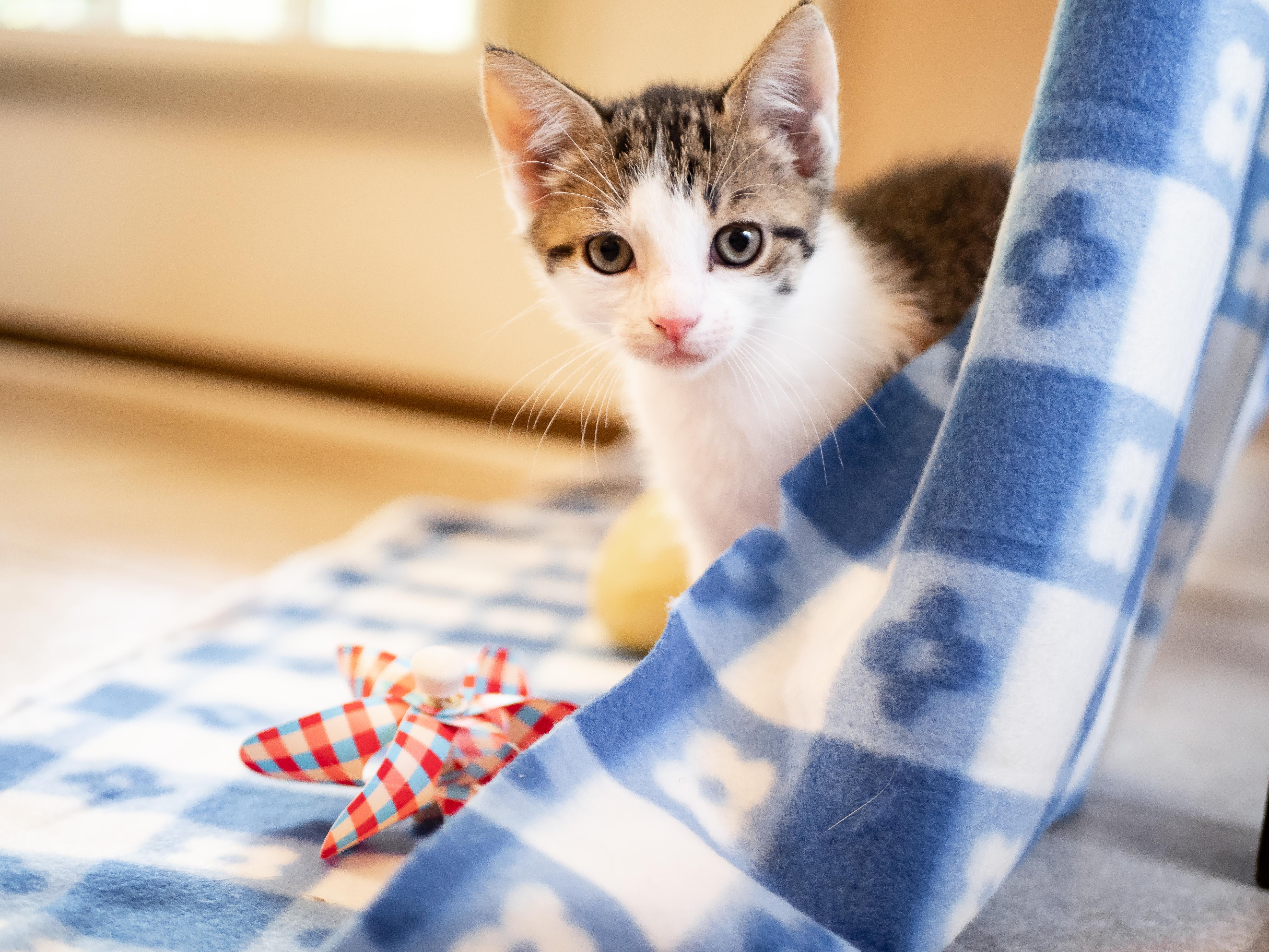 Nuri, Young Female Domestic Short Hair