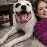 Tuxedo — thumbnail 2