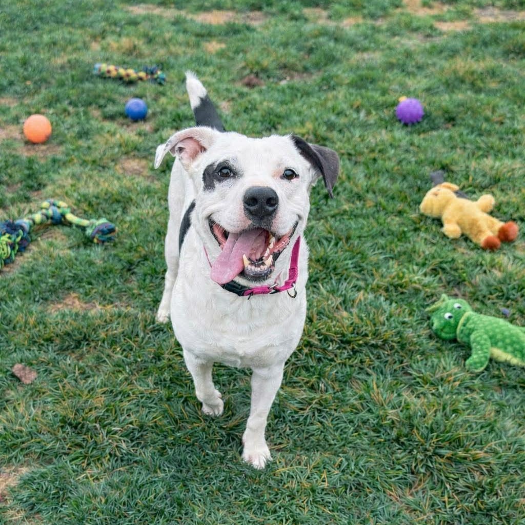 Tuxedo — thumbnail 3