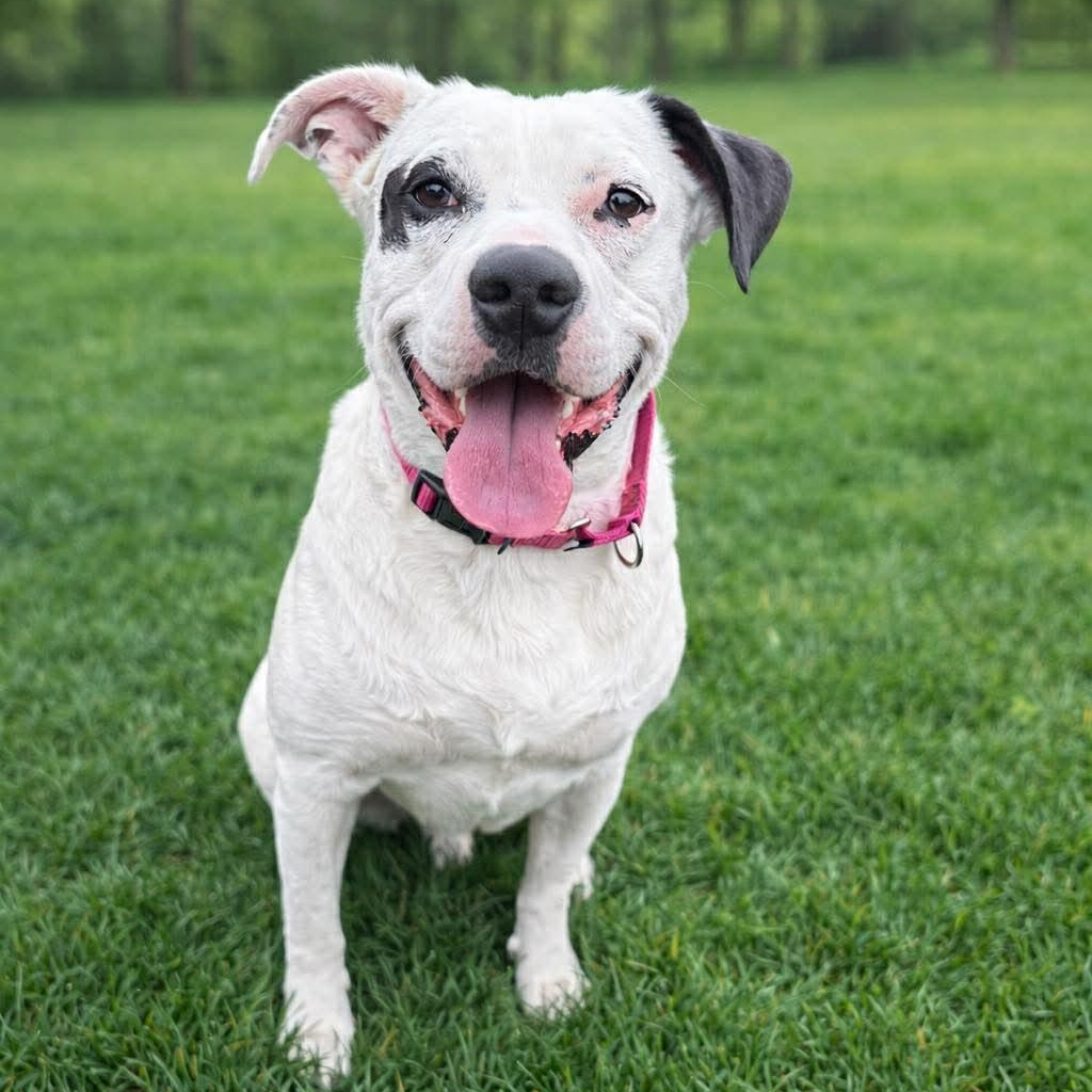 Tuxedo — thumbnail 4