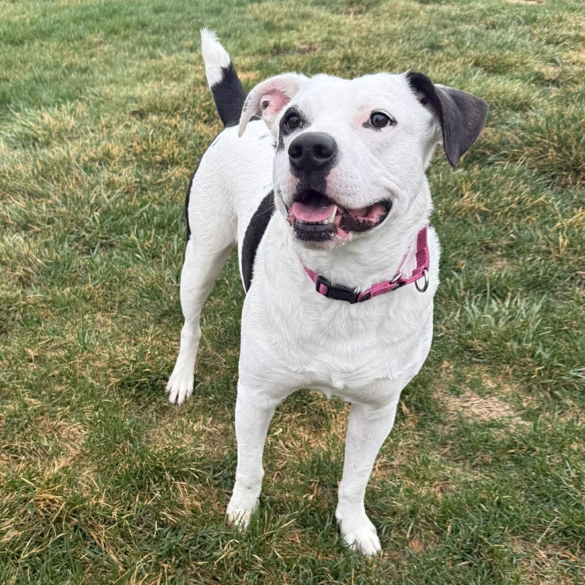 Tuxedo — thumbnail 5