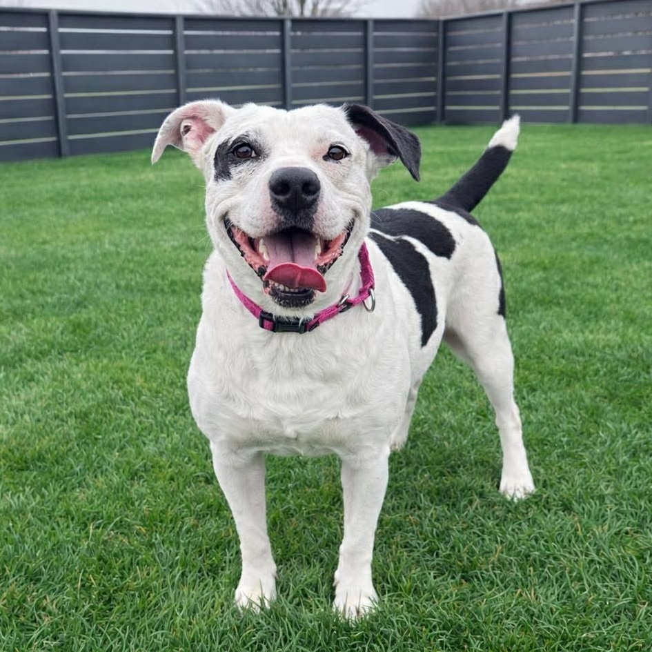 Tuxedo — thumbnail 6