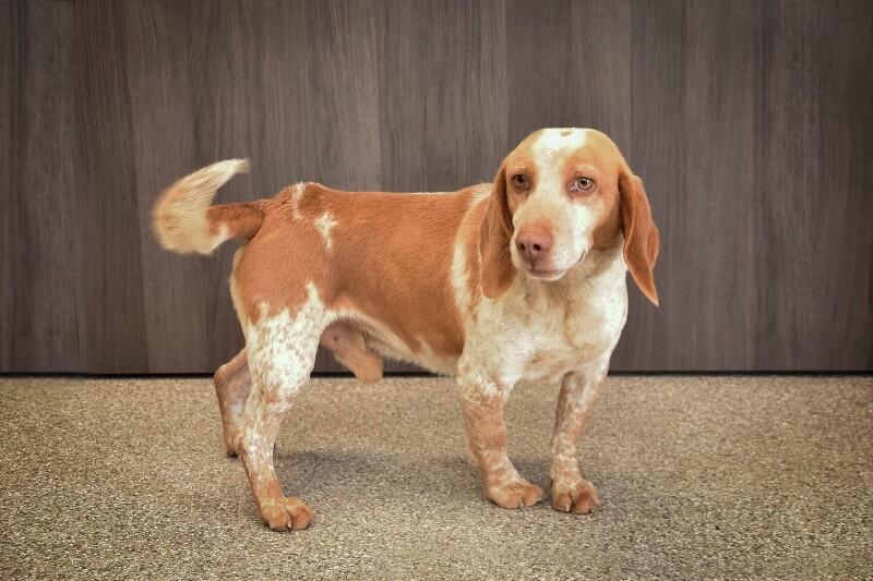 Enlarge Rusty, a Adoptable mixed breed in Georgetown, OH image 1/3