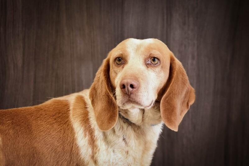 Enlarge Rusty, a Adoptable mixed breed in Georgetown, OH image 2/3