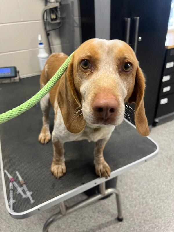 Enlarge Rusty, a Adoptable mixed breed in Georgetown, OH image 1/1