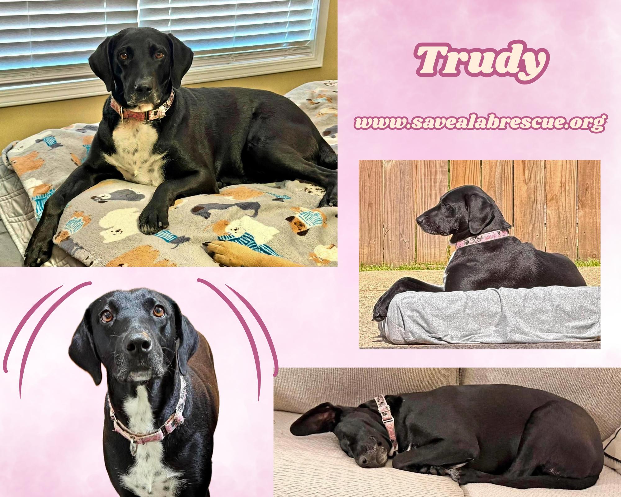 Trudy, Adopted, Adult Female Labrador Retriever & Black Labrador Retriever.