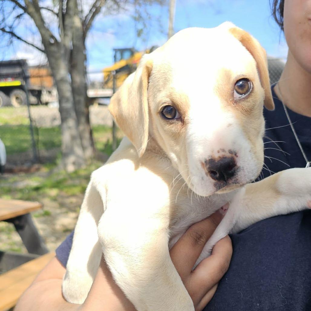 TNGC-Stray-1136, Adoptable, Puppy Female Labrador Retriever.