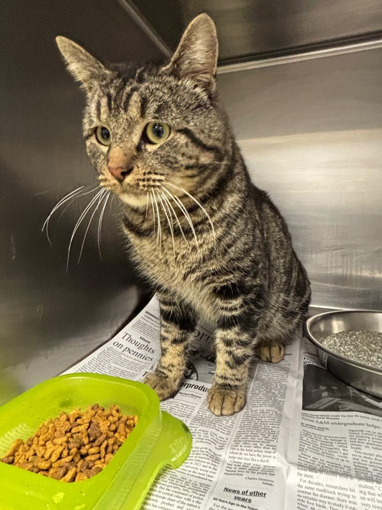 Wrangler*, Adoptable, Adult Male Domestic Short Hair.