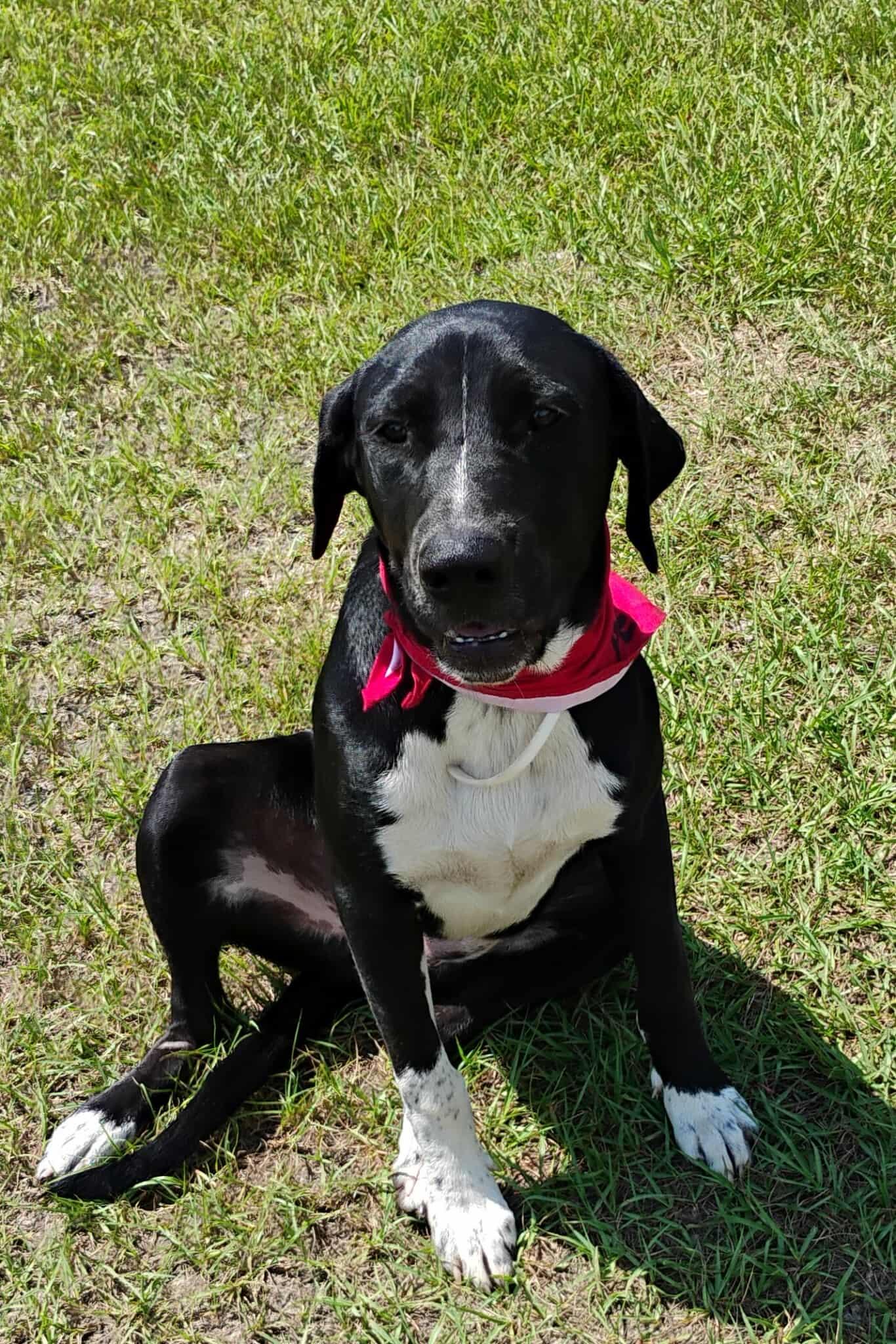 Gunner, Adoptable, Young Male Labrador Retriever.