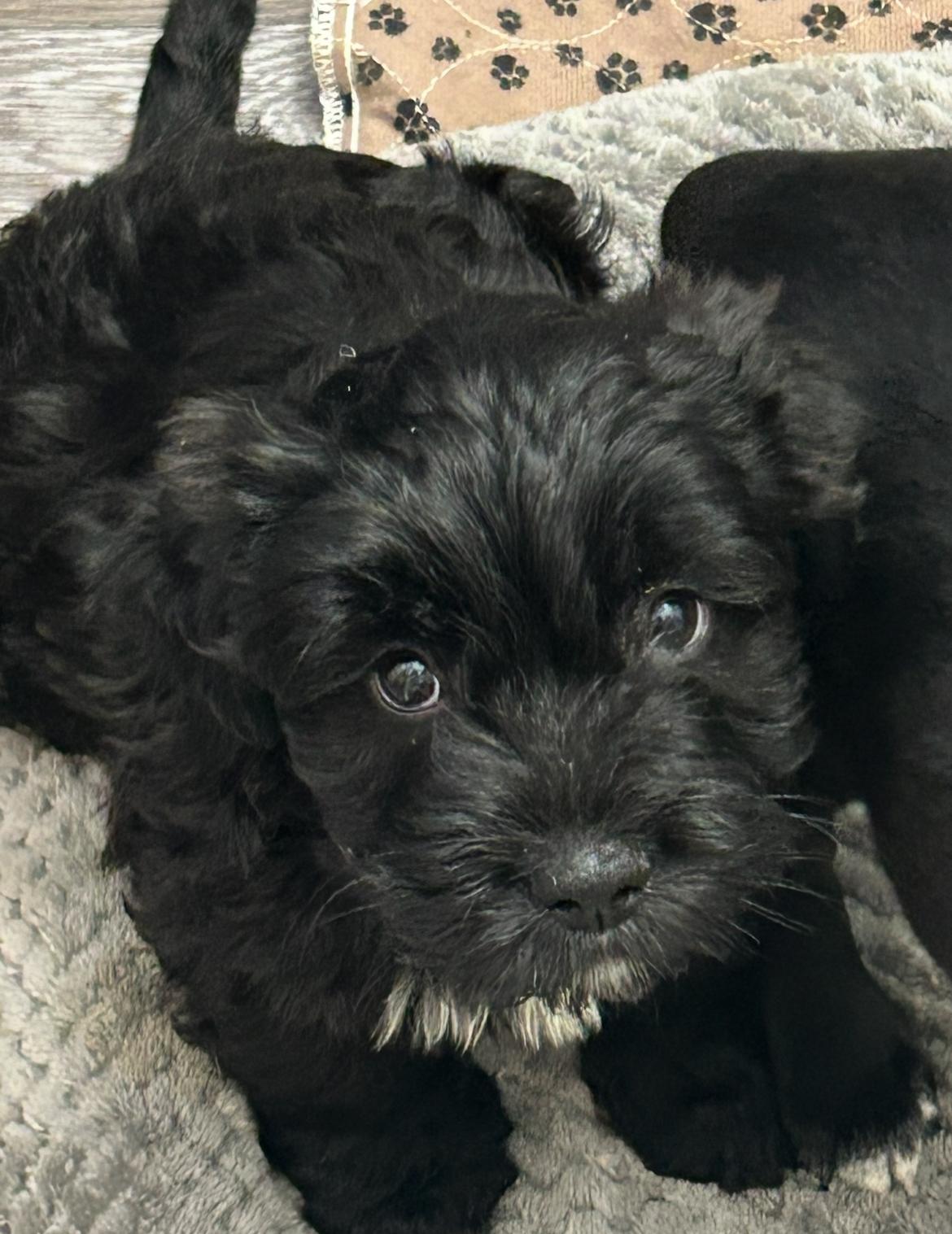 Petey, adopted, Puppy Male Terrier & Labrador Retriever.