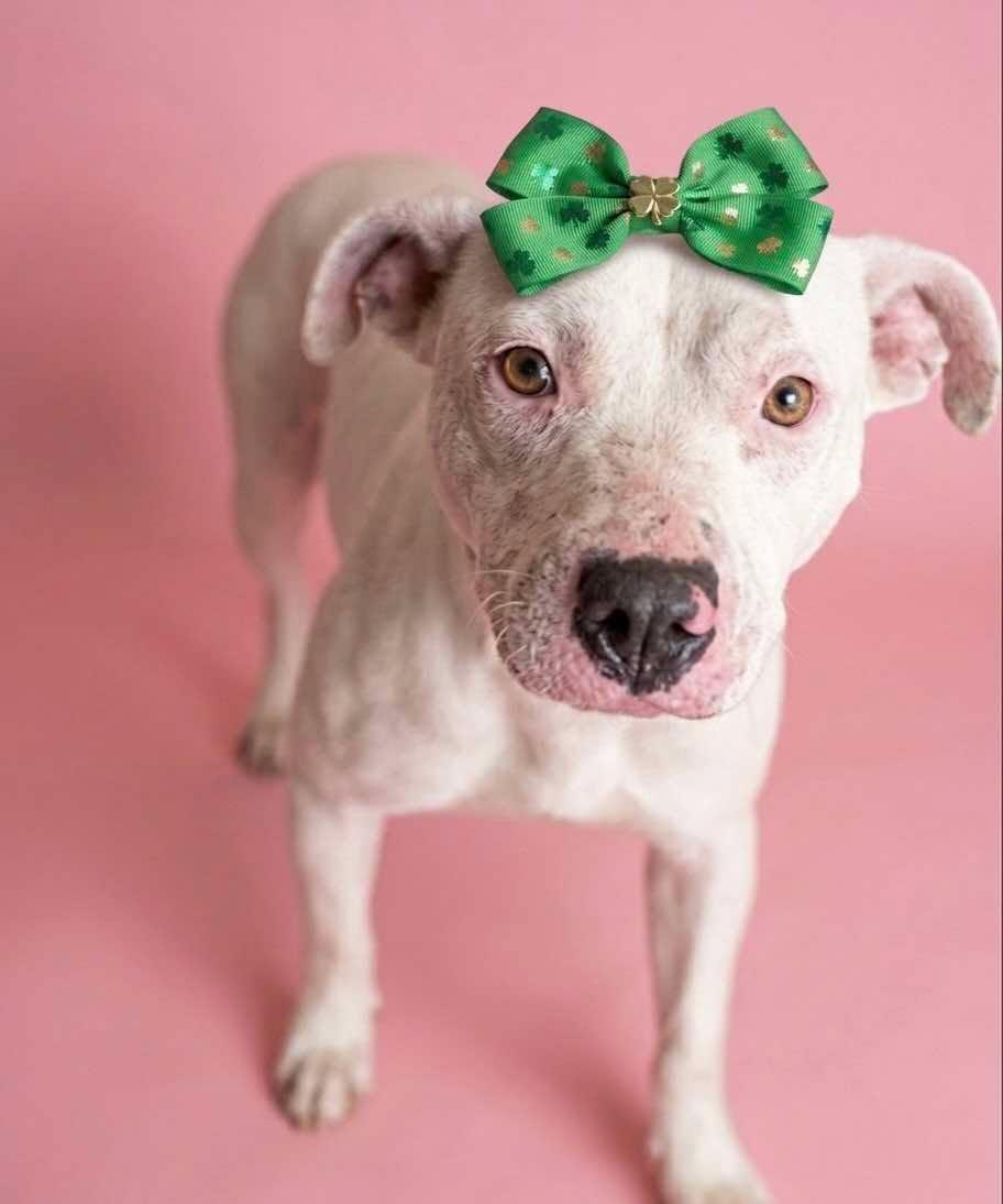 LAYLA - Needs a foster or adopter, a ADOPTABLE mixed breed in Largo, FL image 2/3