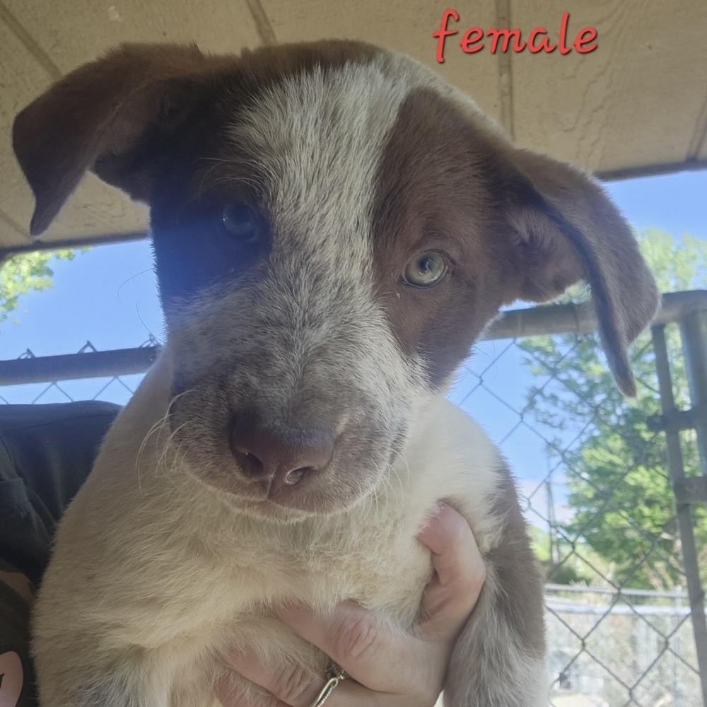 Enlarge AAD New Arrival! Marina - 26071, a Adoptable mixed breed in Armonk, NY image 1/4