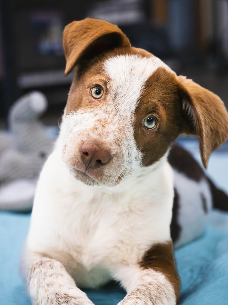 Enlarge AAD New Arrival! Marina - 26071, a Adoptable mixed breed in Armonk, NY image 2/4