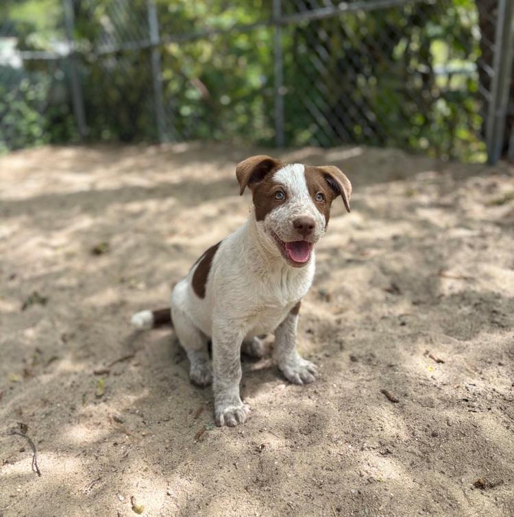 Enlarge AAD New Arrival! Marina - 26071, a Adoptable mixed breed in Armonk, NY image 3/4