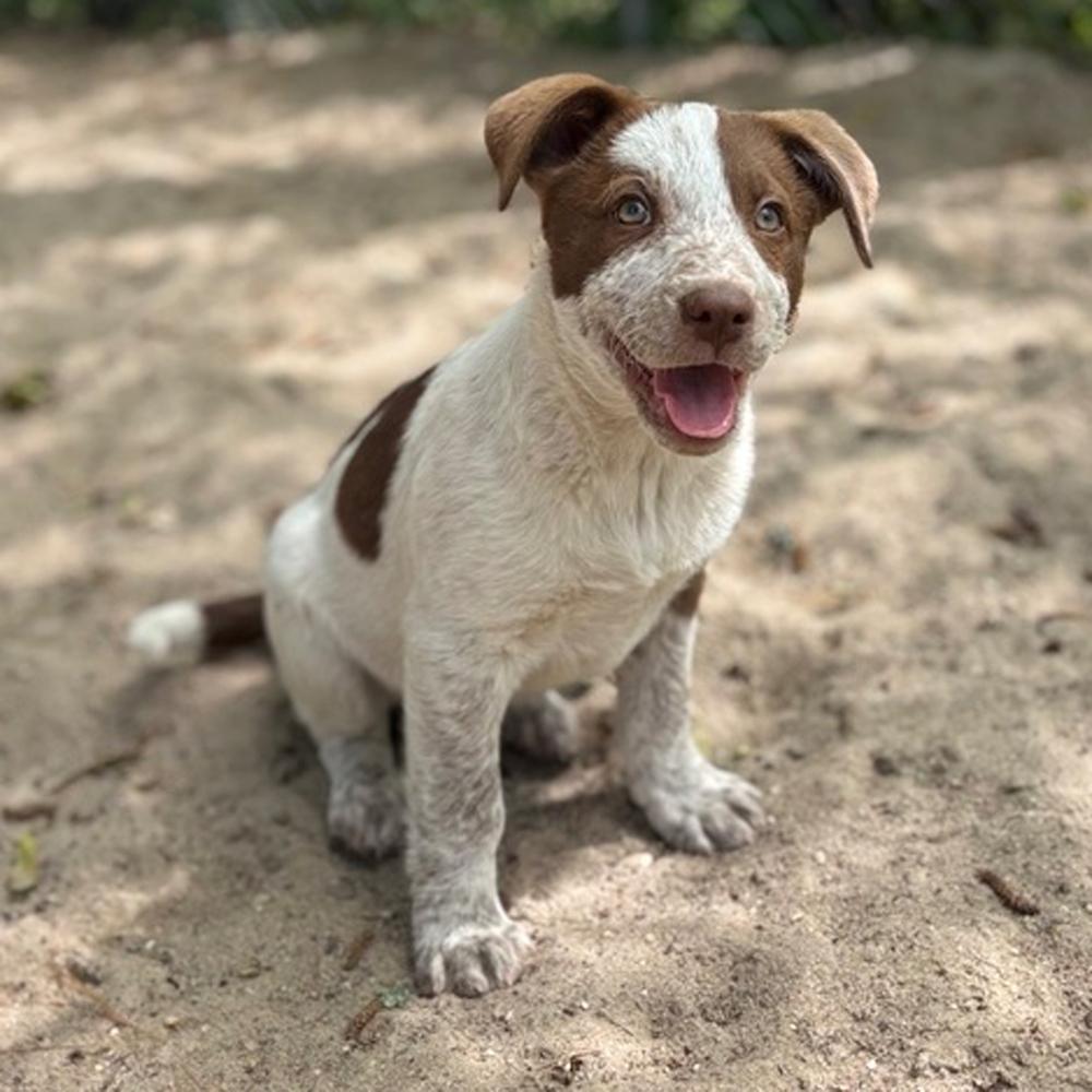 Enlarge AAD New Arrival! Marina - 26071, a Adoptable mixed breed in Armonk, NY image 4/4