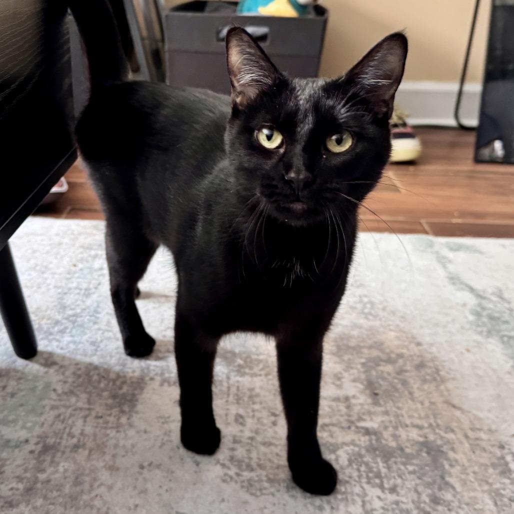 Enlarge Ice Cream, a Adoptable Domestic Short Hair in Evanston, IL image 1/6