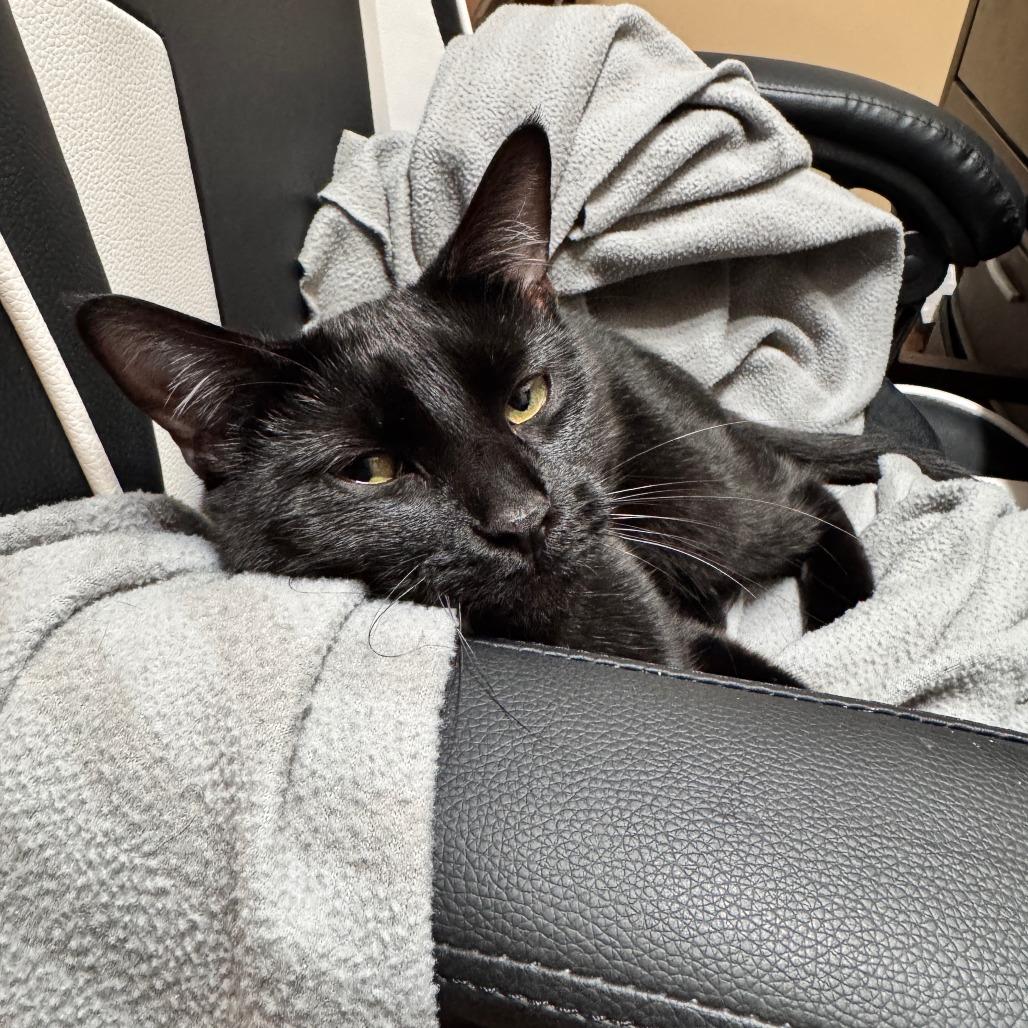 Enlarge Ice Cream, a Adoptable Domestic Short Hair in Evanston, IL image 2/6
