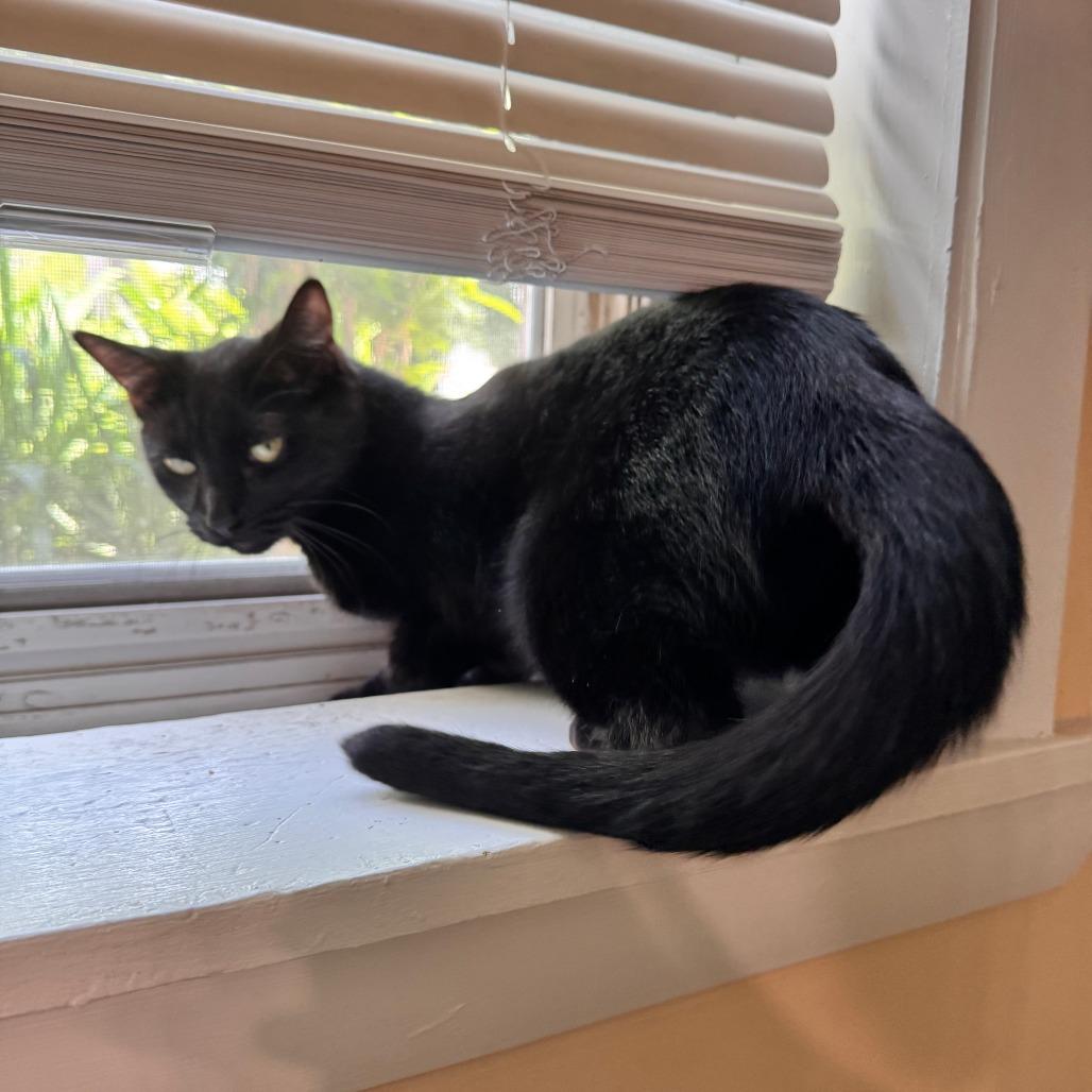 Enlarge Ice Cream, a Adoptable Domestic Short Hair in Evanston, IL image 3/6