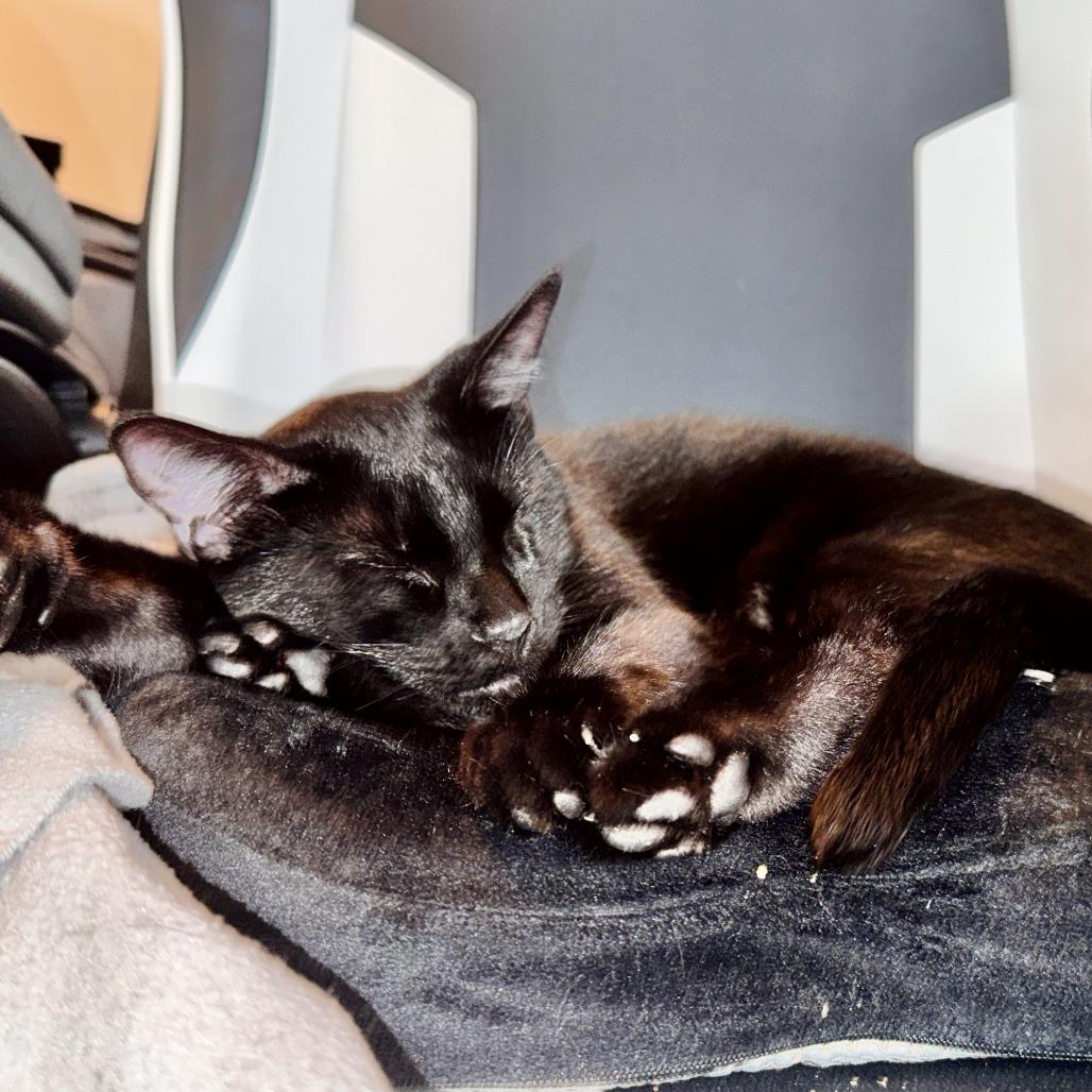 Enlarge Ice Cream, a Adoptable Domestic Short Hair in Evanston, IL image 4/6