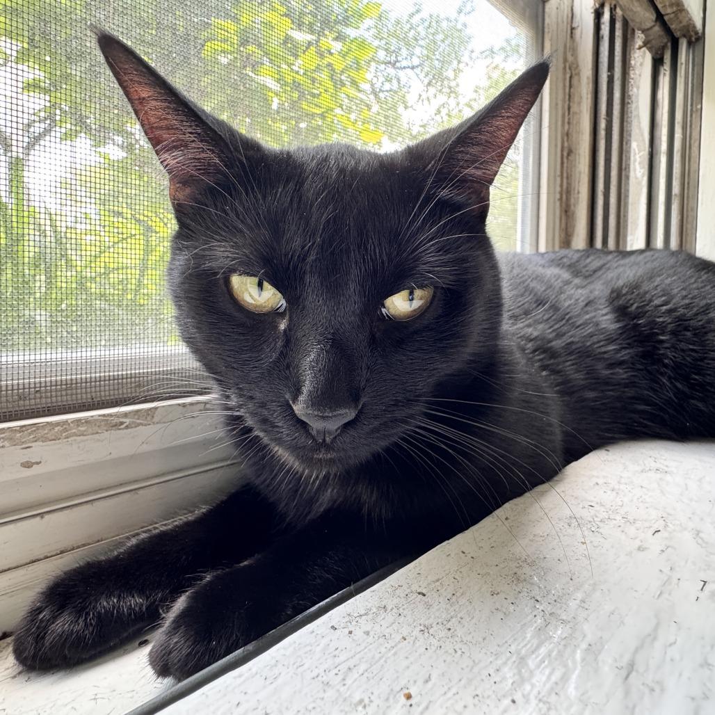 Enlarge Ice Cream, a Adoptable Domestic Short Hair in Evanston, IL image 5/6