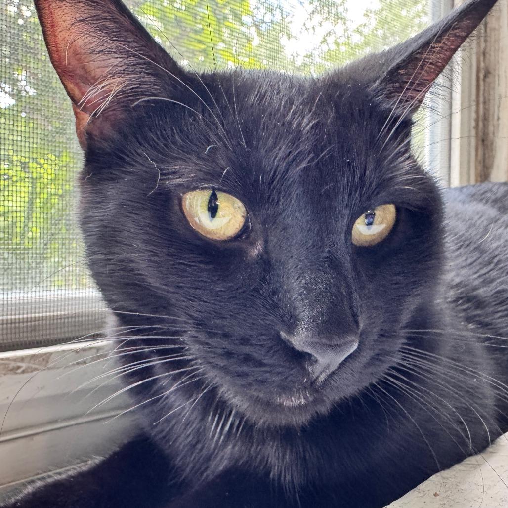 Enlarge Ice Cream, a Adoptable Domestic Short Hair in Evanston, IL image 6/6