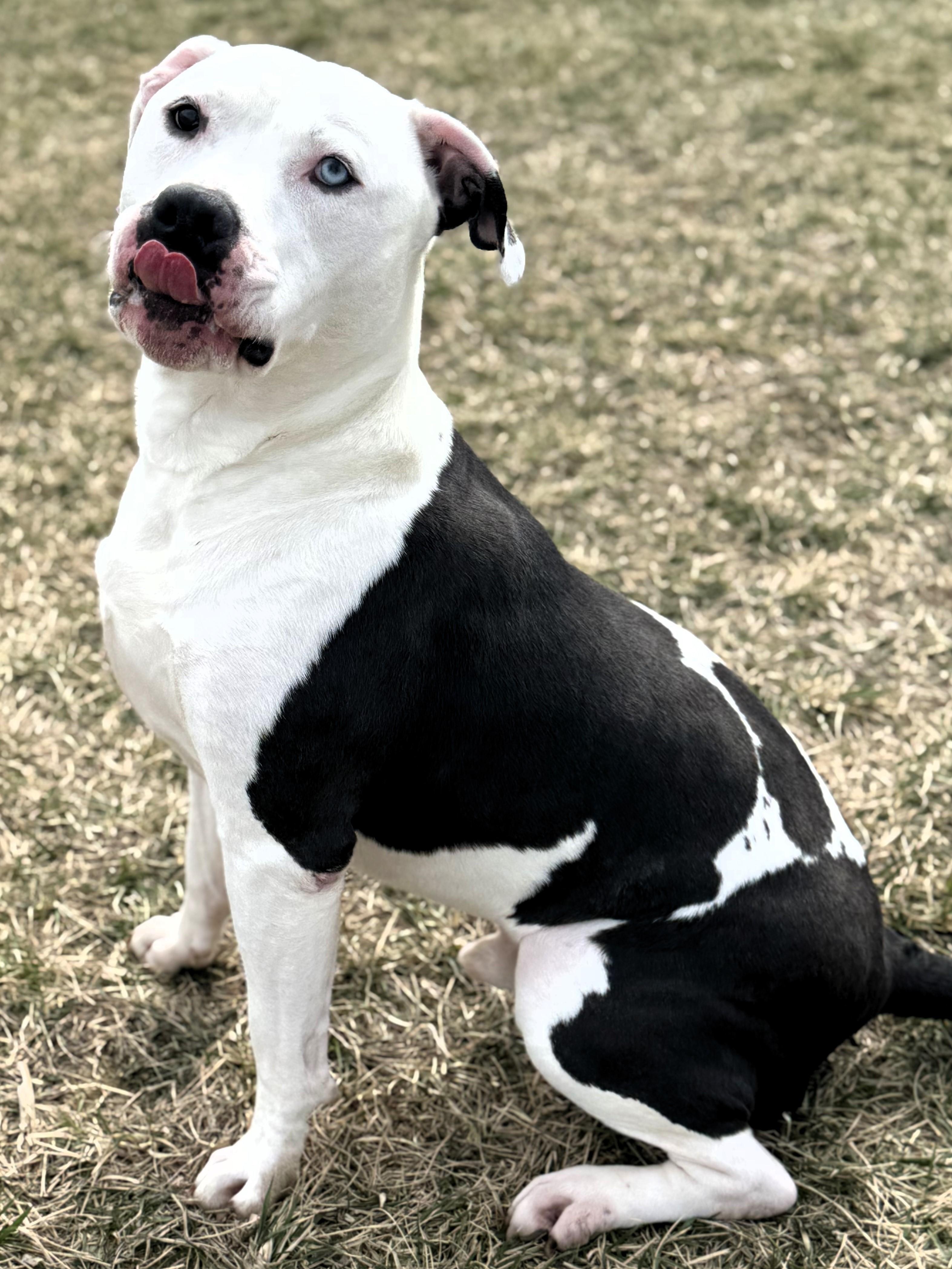Bocephus, a Adoptable Pit Bull Terrier in Pekin, IL image 3/4