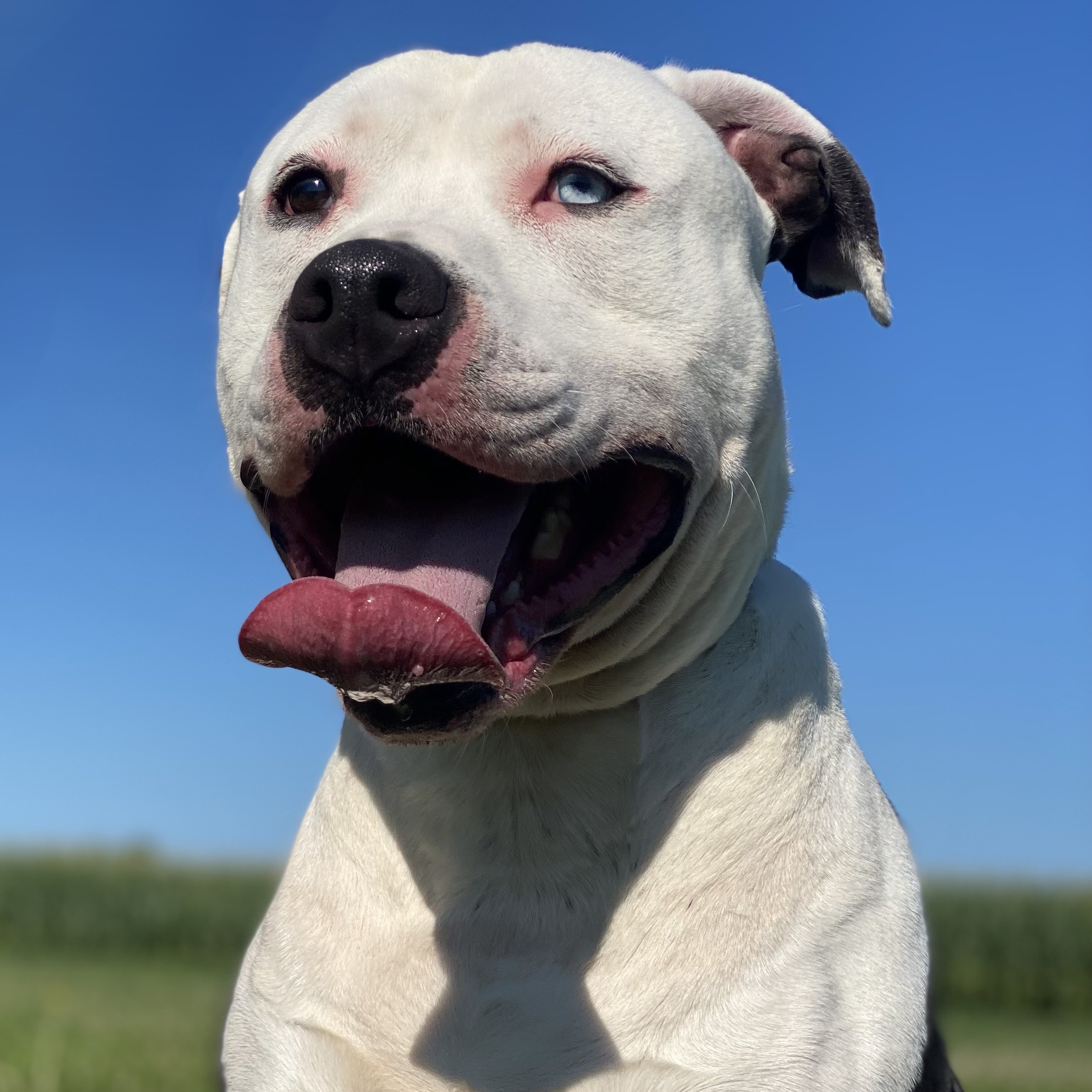 Bocephus, a Adoptable Pit Bull Terrier in Pekin, IL image 4/4