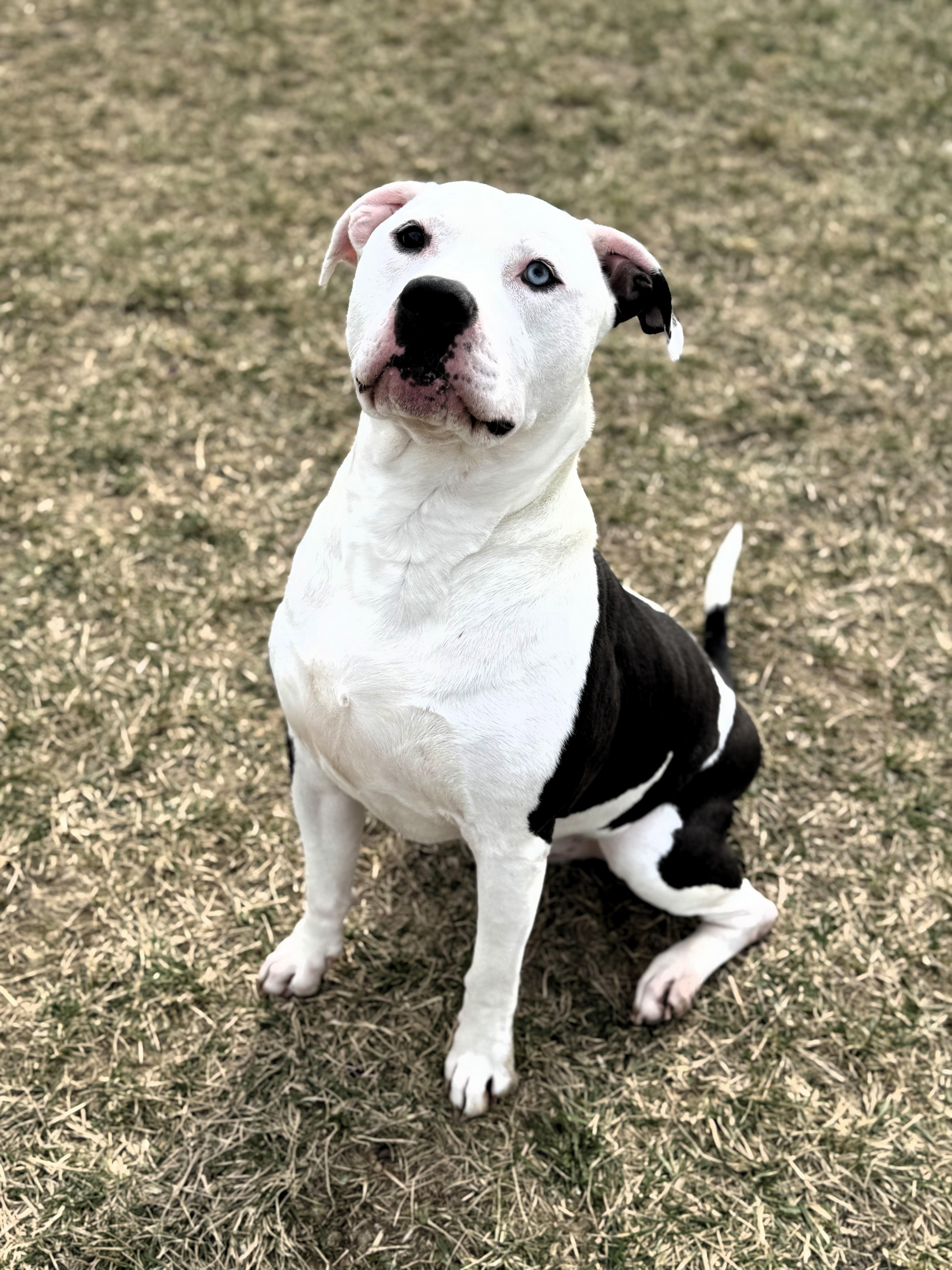 Bocephus, a Adoptable Pit Bull Terrier in Pekin, IL image 2/4