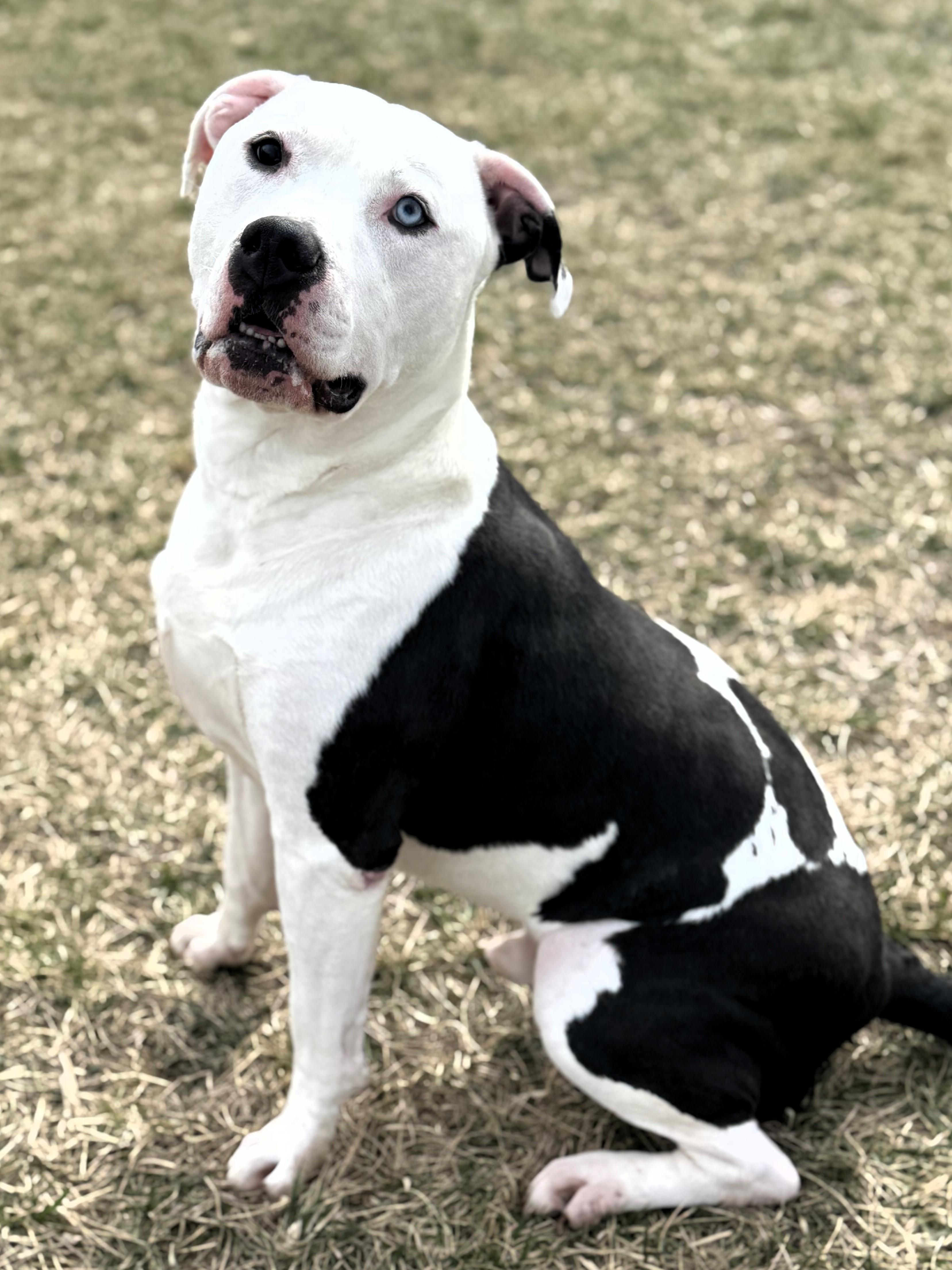Bocephus, a Adoptable Pit Bull Terrier in Pekin, IL image 1/4