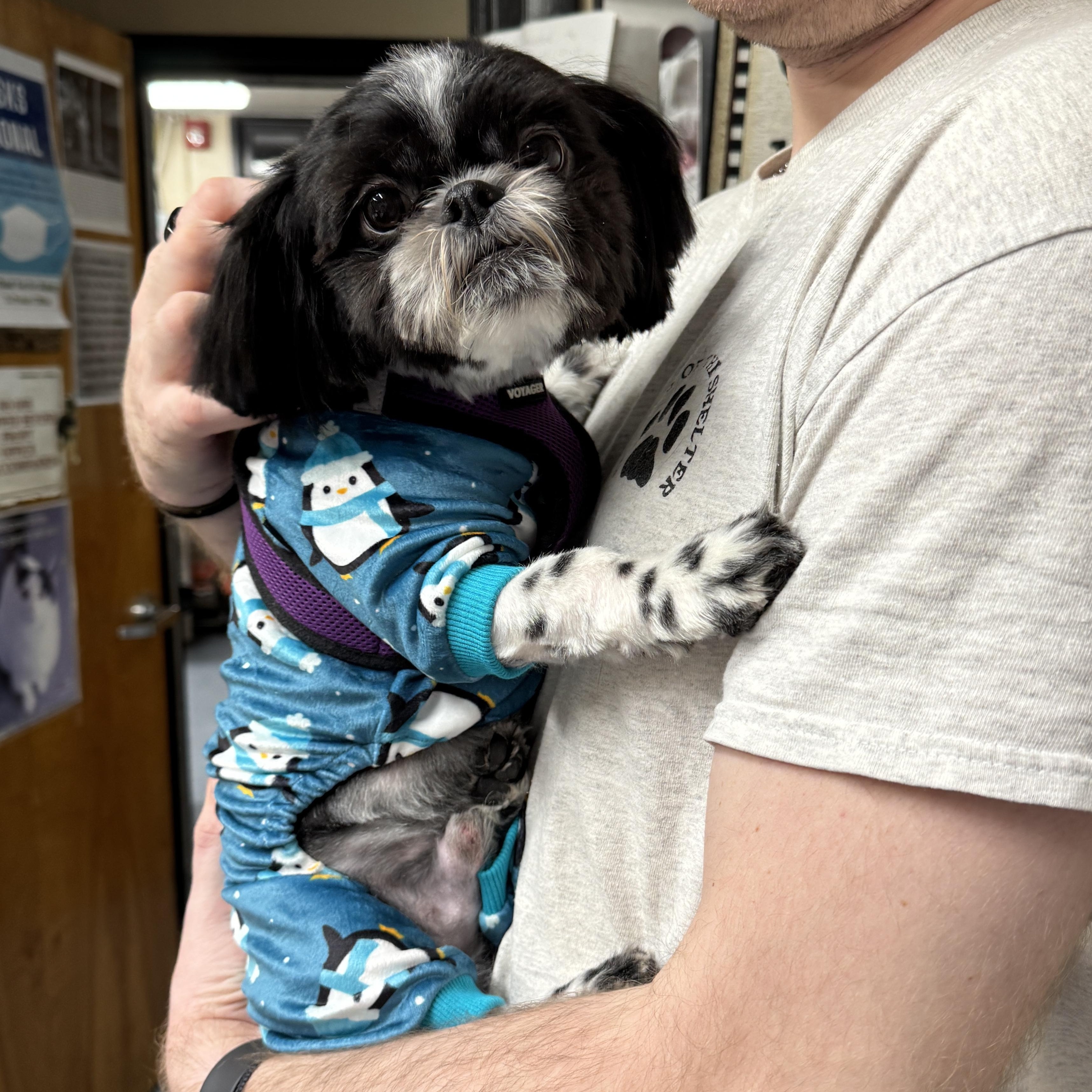 This is SUGAR -Male Shihtzu Puppy, APPLICATIONS ONLY PLS - Thank You, adoptable, Puppy Male Shih Tzu.