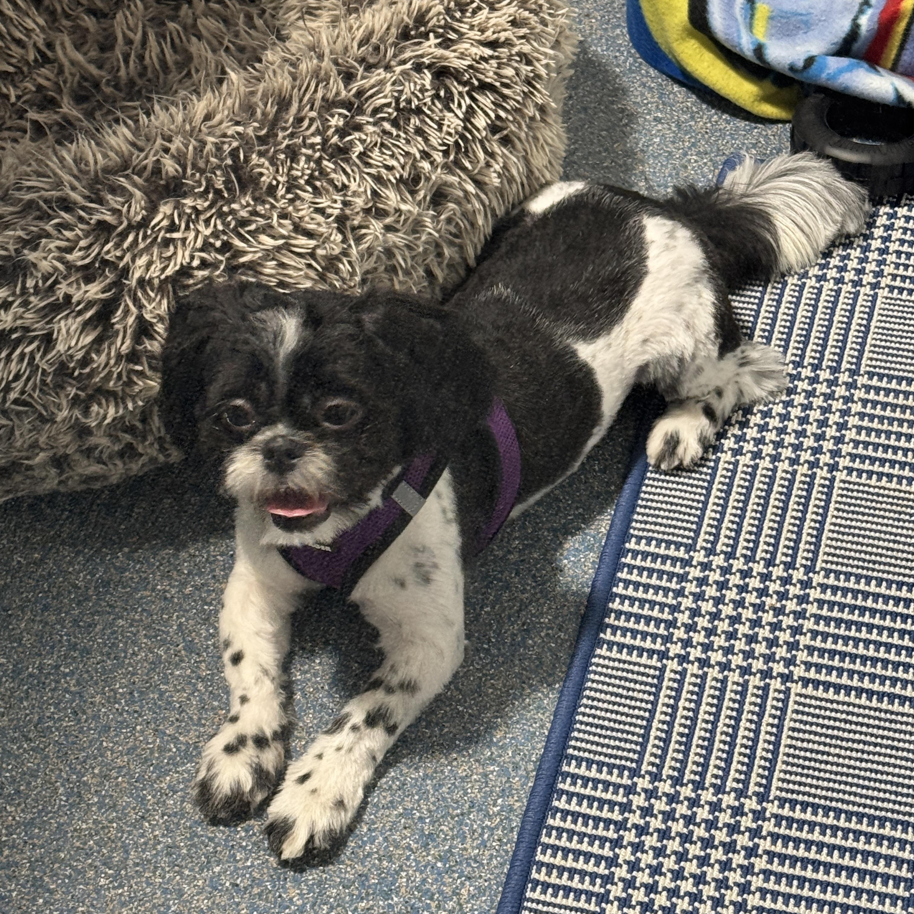 This is SUGAR -Male Shihtzu Puppy, APPLICATIONS ONLY PLS - Thank You, an adopted Shih Tzu in Clifton, NJ image 2/6