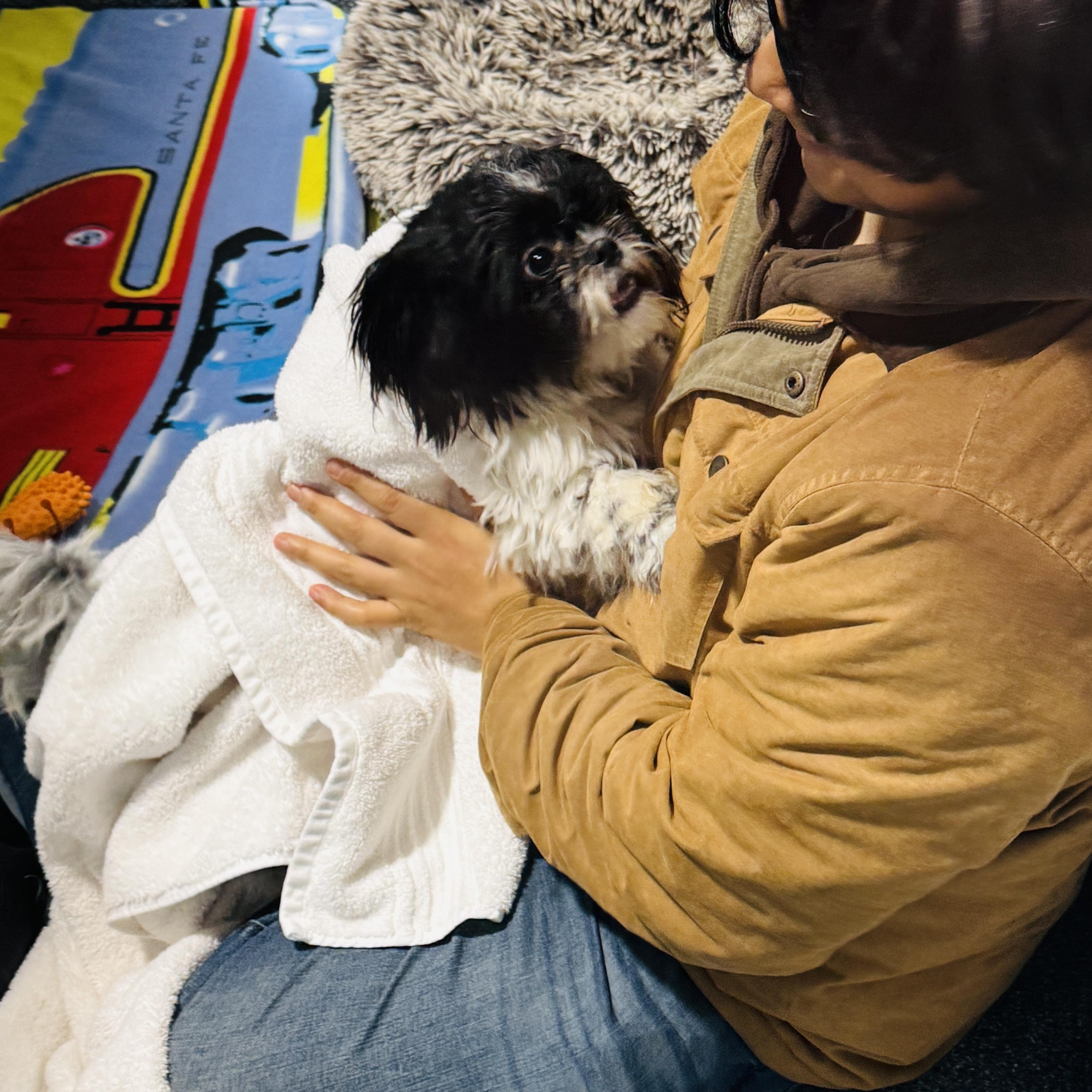 This is SUGAR -Male Shihtzu Puppy, APPLICATIONS ONLY PLS - Thank You, an adopted Shih Tzu in Clifton, NJ image 4/6