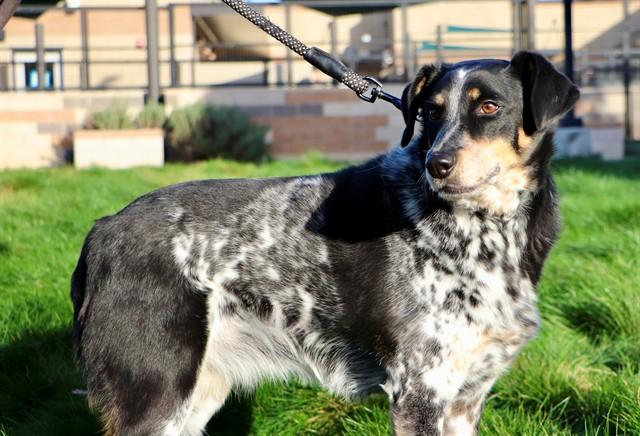 Enlarge DAISY, a Adoptable mixed breed in San Luis Obispo, CA image 1/1
