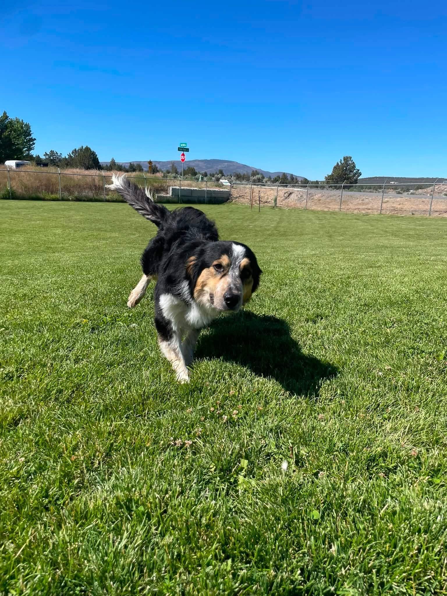 Aries, a ADOPTABLE Australian Shepherd in Prineville, OR image 4/4