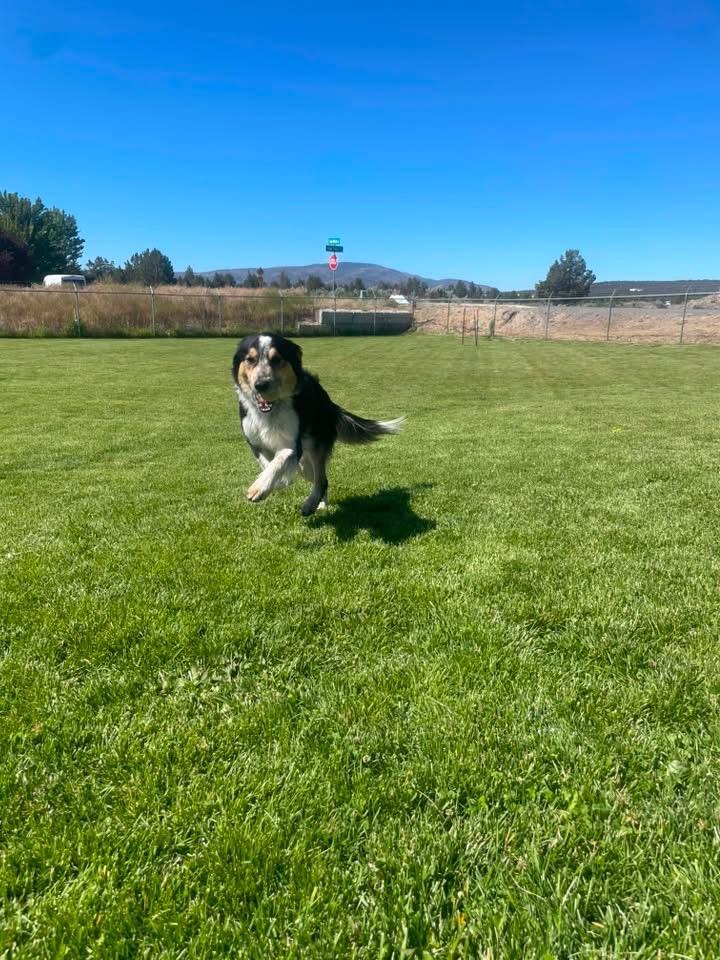 Aries, a ADOPTABLE Australian Shepherd in Prineville, OR image 2/4