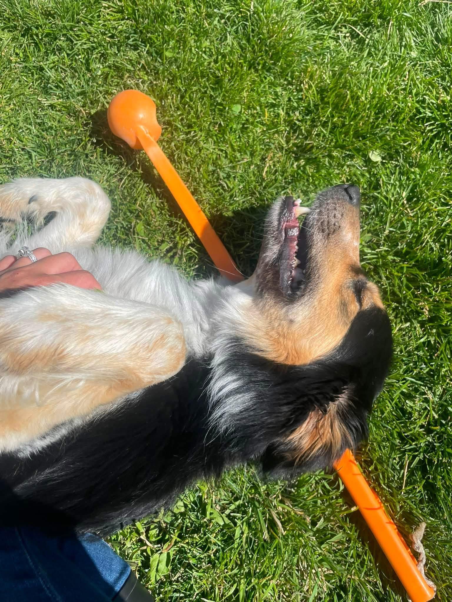 Aries, a ADOPTABLE Australian Shepherd in Prineville, OR image 3/4