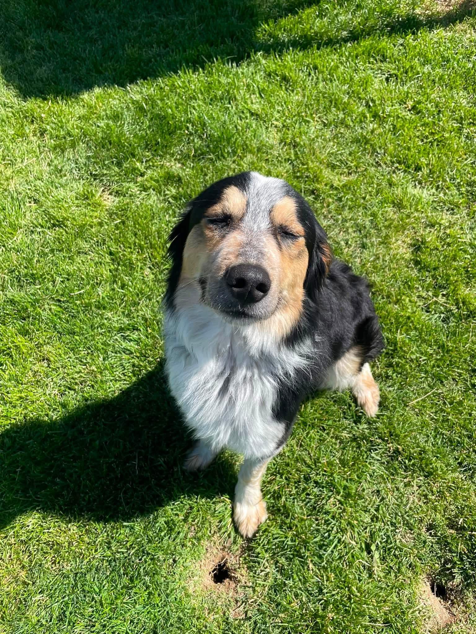Aries, ADOPTABLE, Adult Male Australian Shepherd.