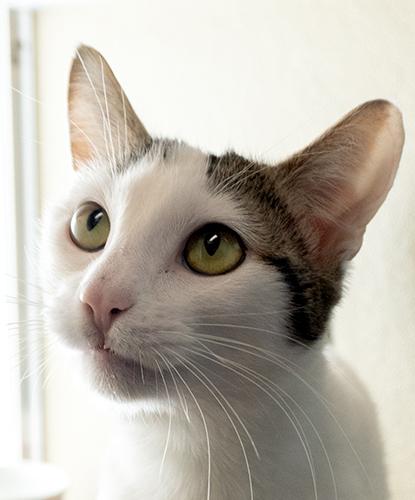 Enlarge Dilly, an adopted mixed breed in Encinitas, CA image 1/1