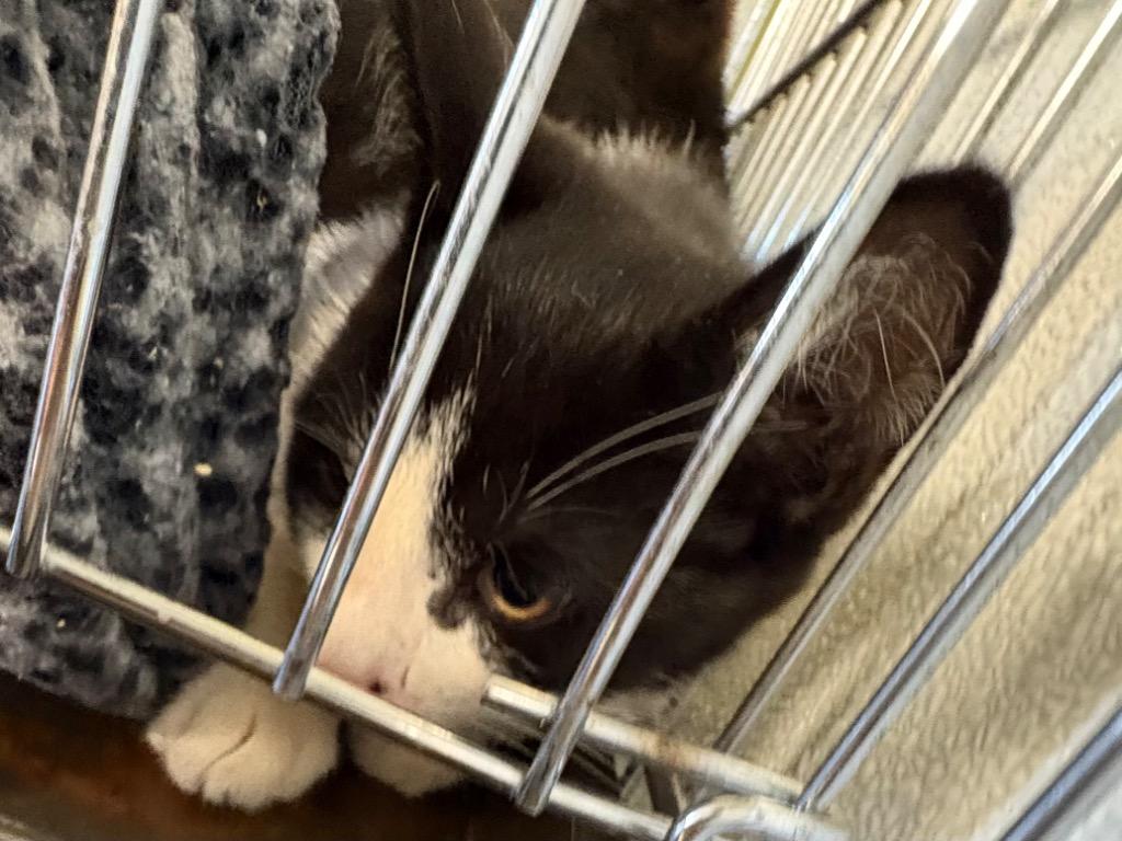 Enlarge Binder, a Adoptable mixed breed in Rock Springs, WY image 1/2