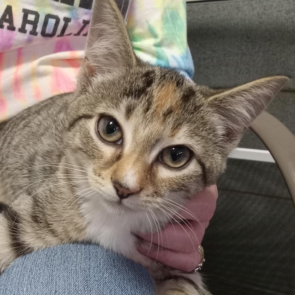 Samantha, Adoptable, Kitten Female Domestic Short Hair.