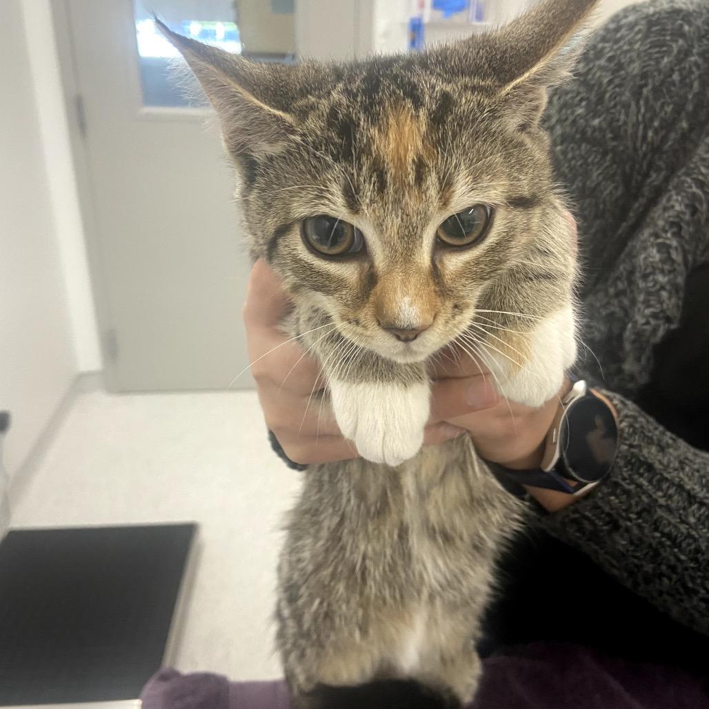 Samantha, Adoptable, Kitten Female Domestic Short Hair.