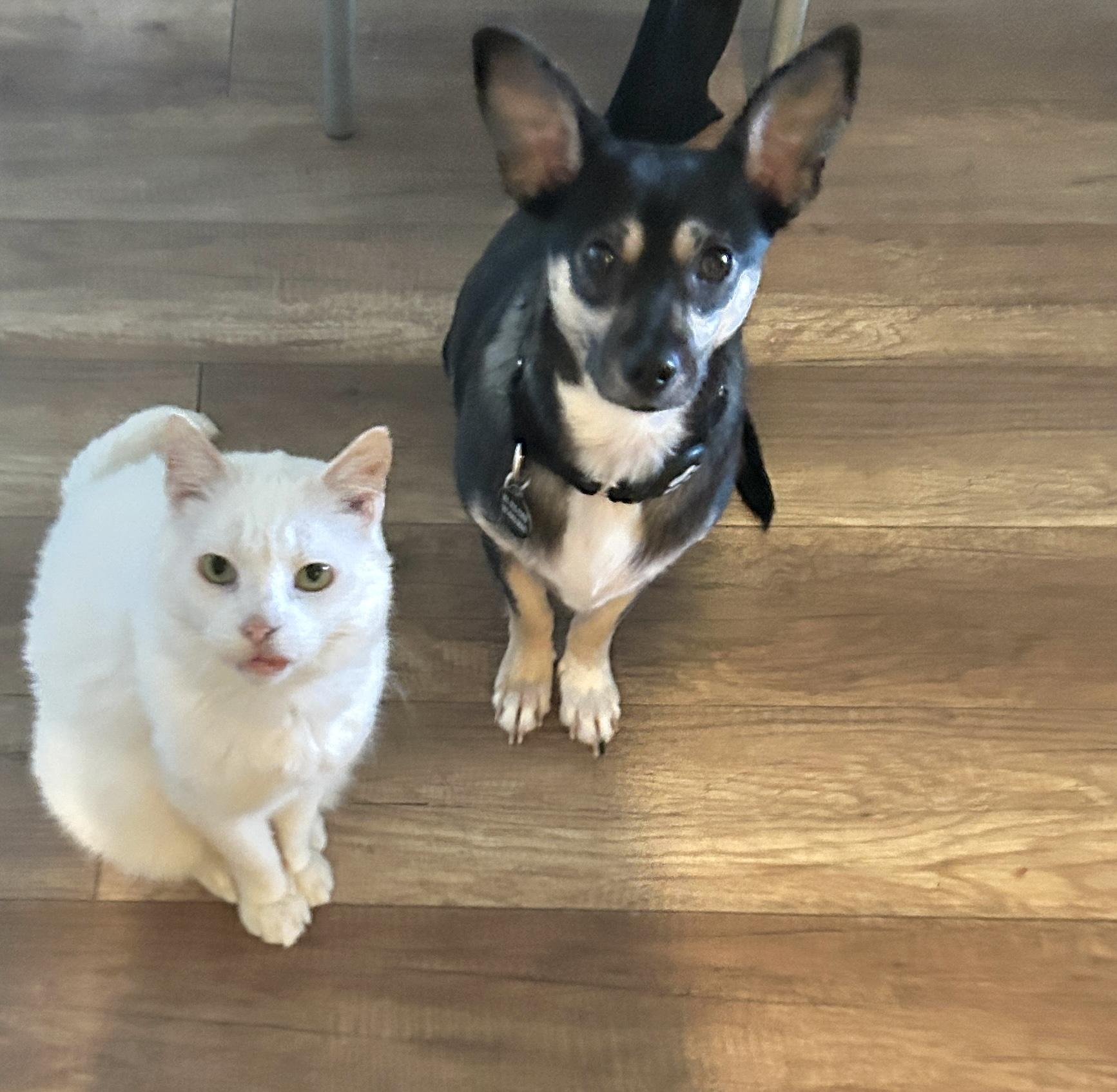 Enlarge Rosie, an adopted mixed breed in Austin, TX image 2/6