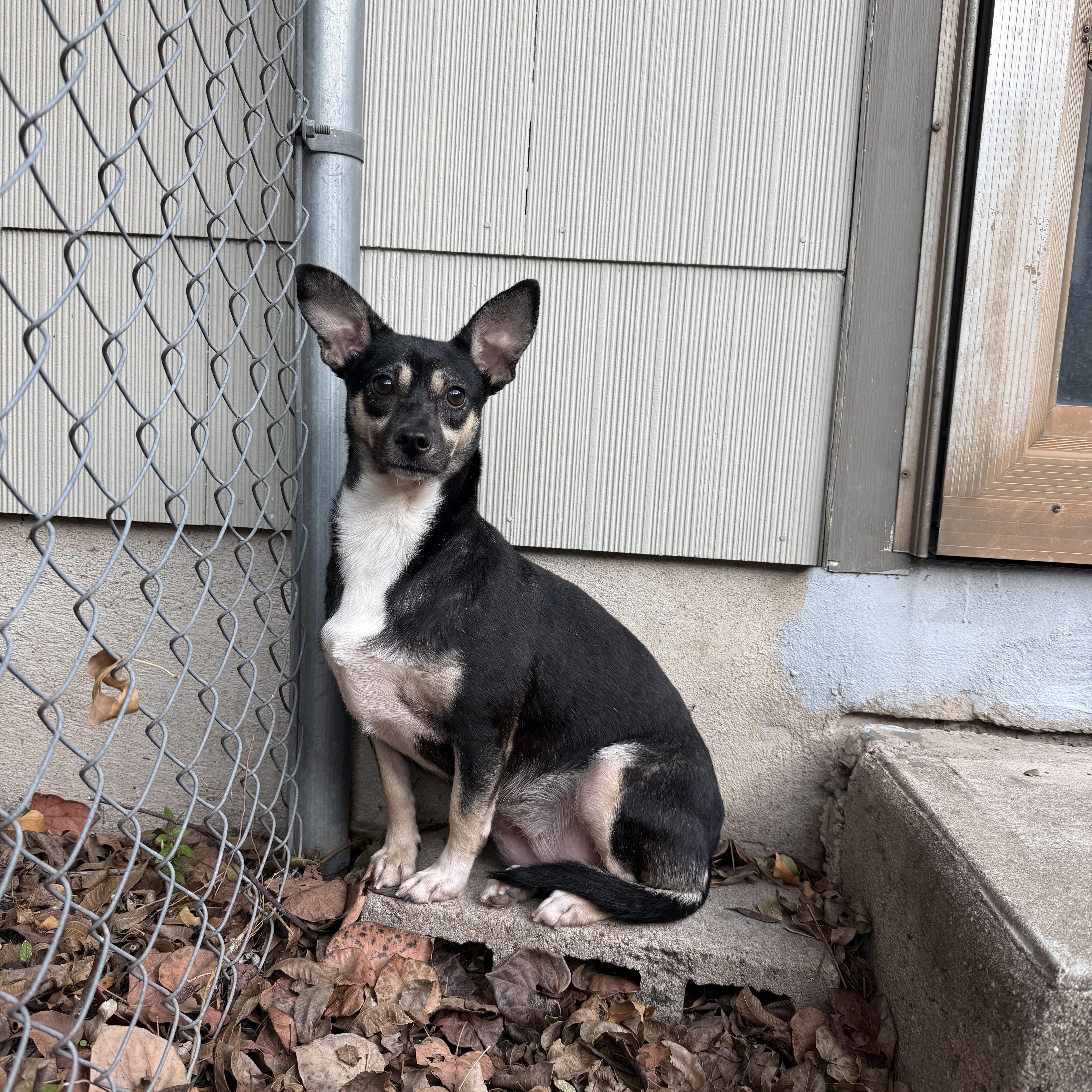 Rosie, a Adoptable mixed breed in Austin, TX image 3/6